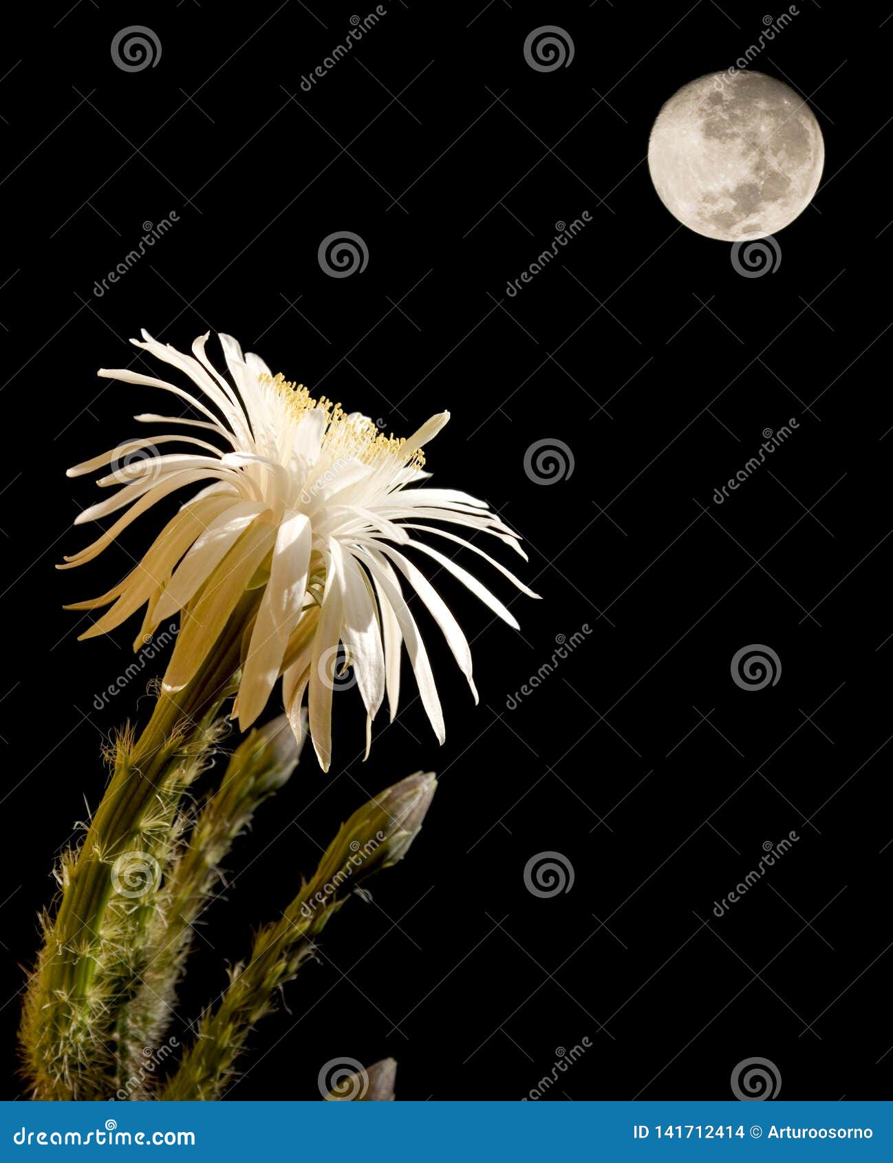 Fleur De Cactus Avec La Pleine Lune Photo stock - Image du fleur, pistil:  141712414