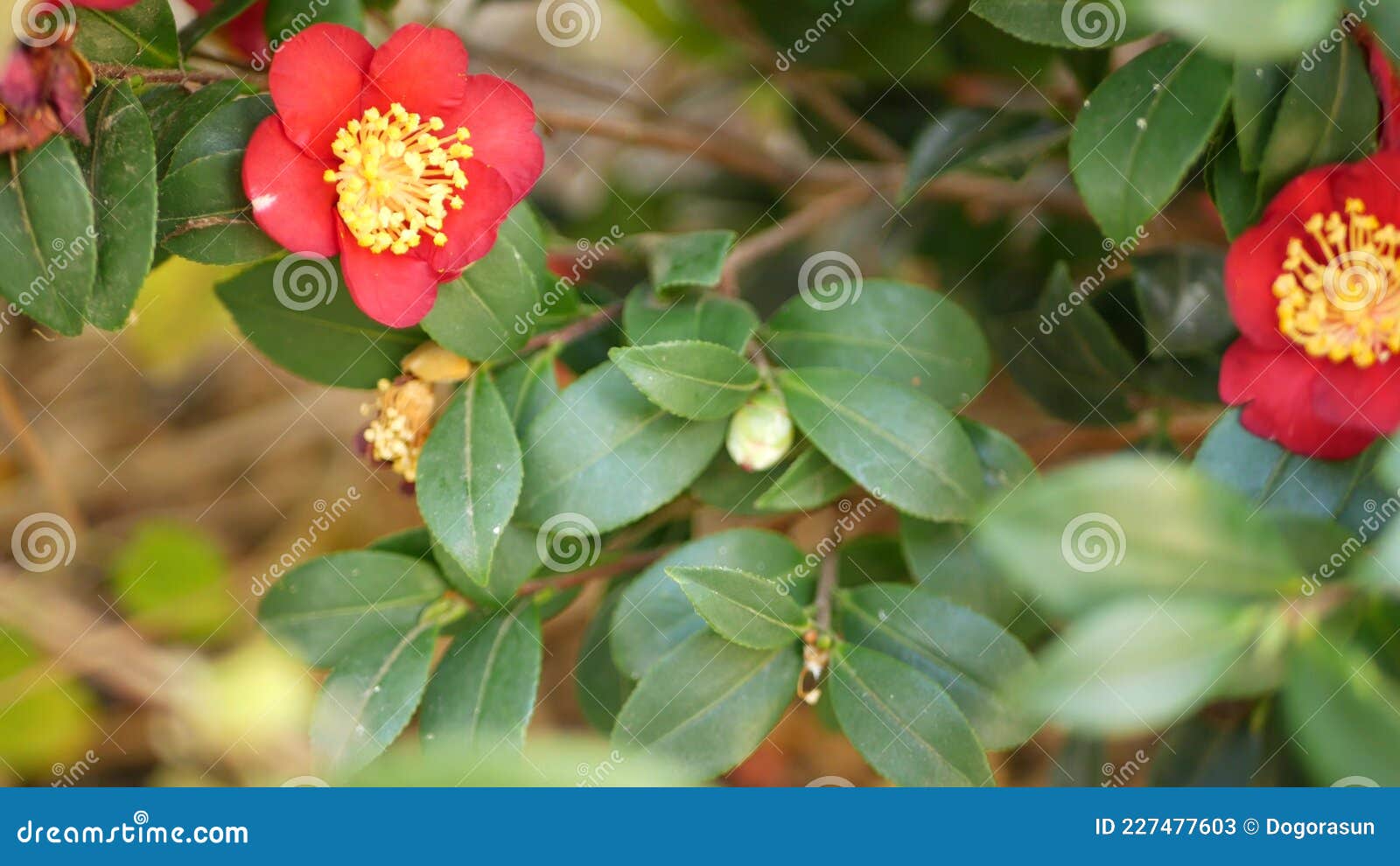 Fleur De Camélia Jaune Rouge Fleurs Botaniques Naturelles Fond. Fleur  Exotique écarlate Dans Maison De Jardin Image stock - Image du houseplant,  pollen: 227477603