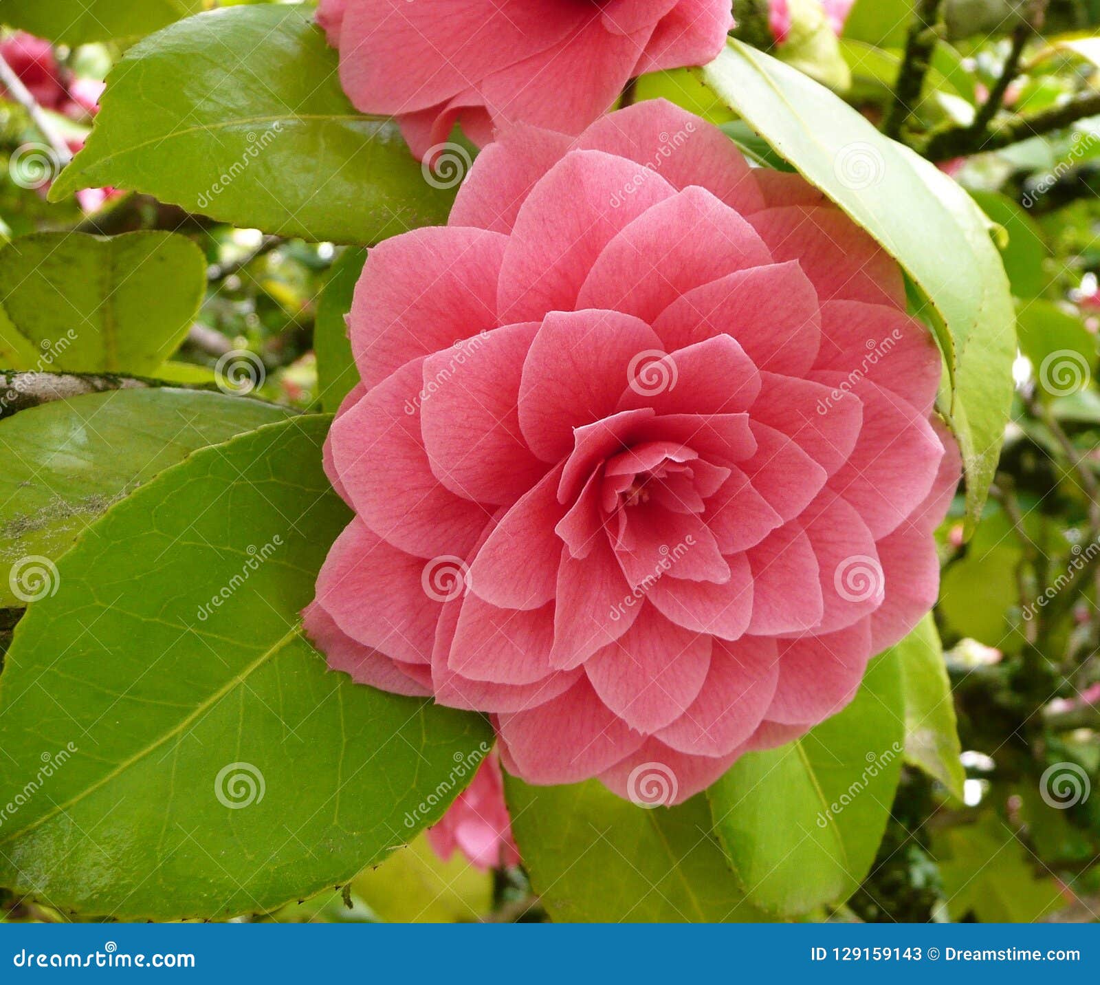 fleur de camÃÂ©lia rose