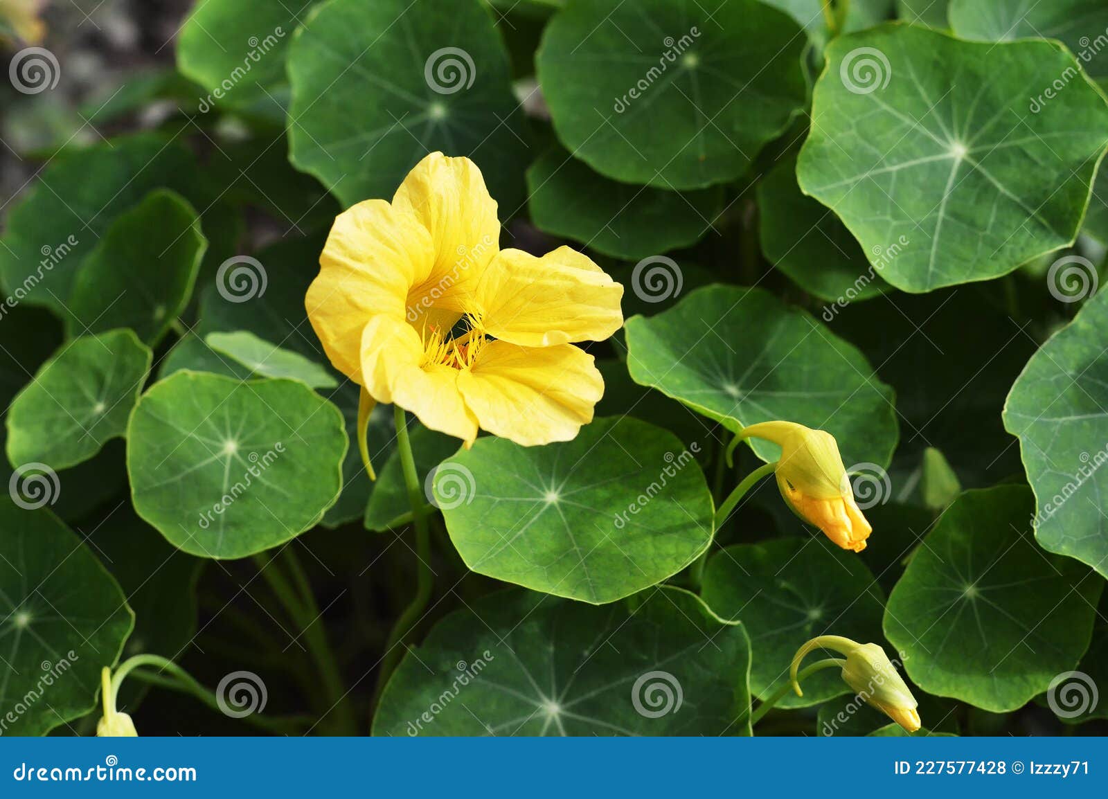 Fleur De Capucine Jaune Dans Le Jardin Photo stock - Image du jaune,  jardin: 227577428