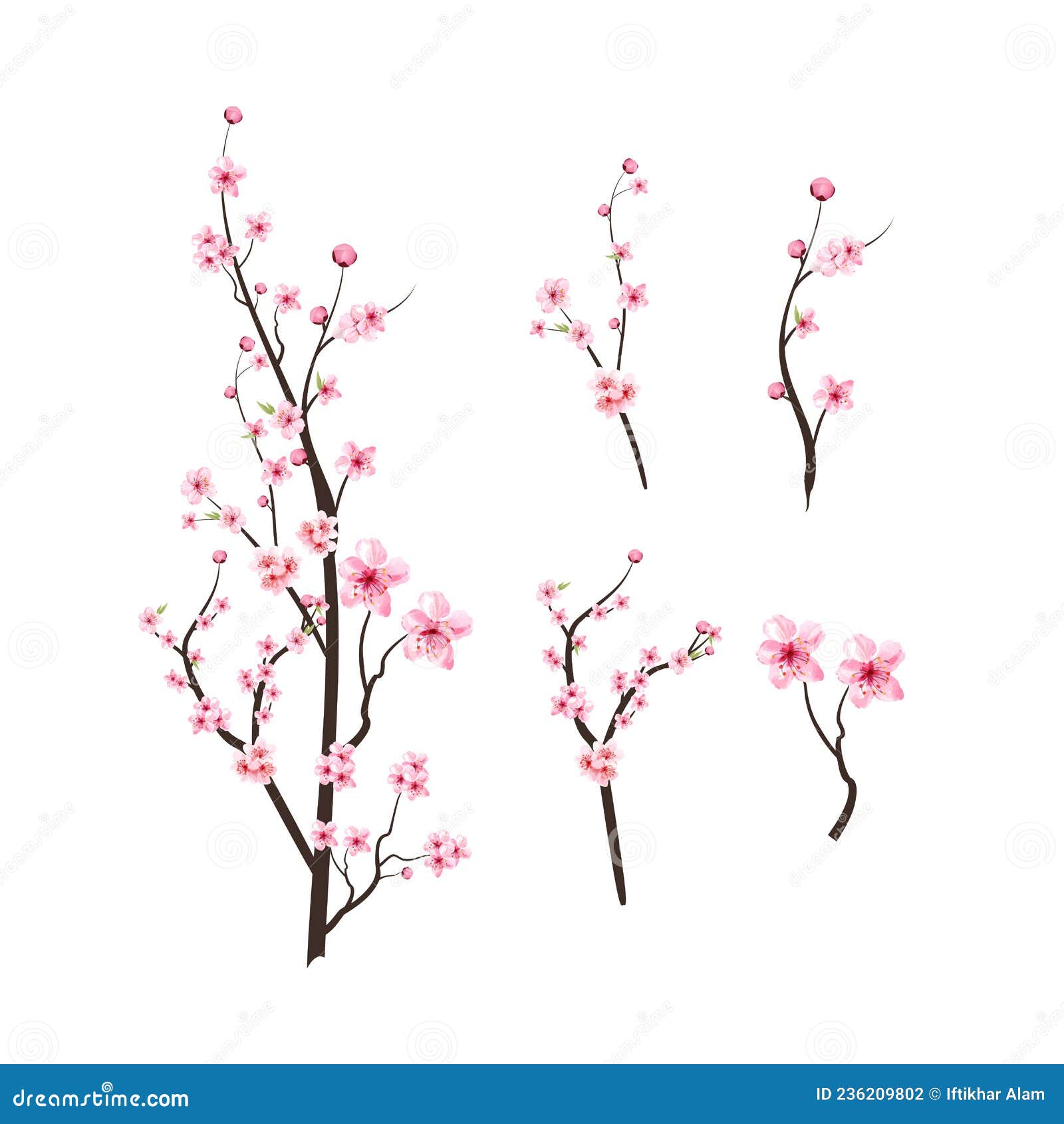 Fleur De Cerisier Avec Sakura En Aquarelle. éléments De Branches De Fleurs  De Cerisier Réalistes. Illustration De Branche De Fleur Illustration de  Vecteur - Illustration du dessin, épanouissement: 236209802