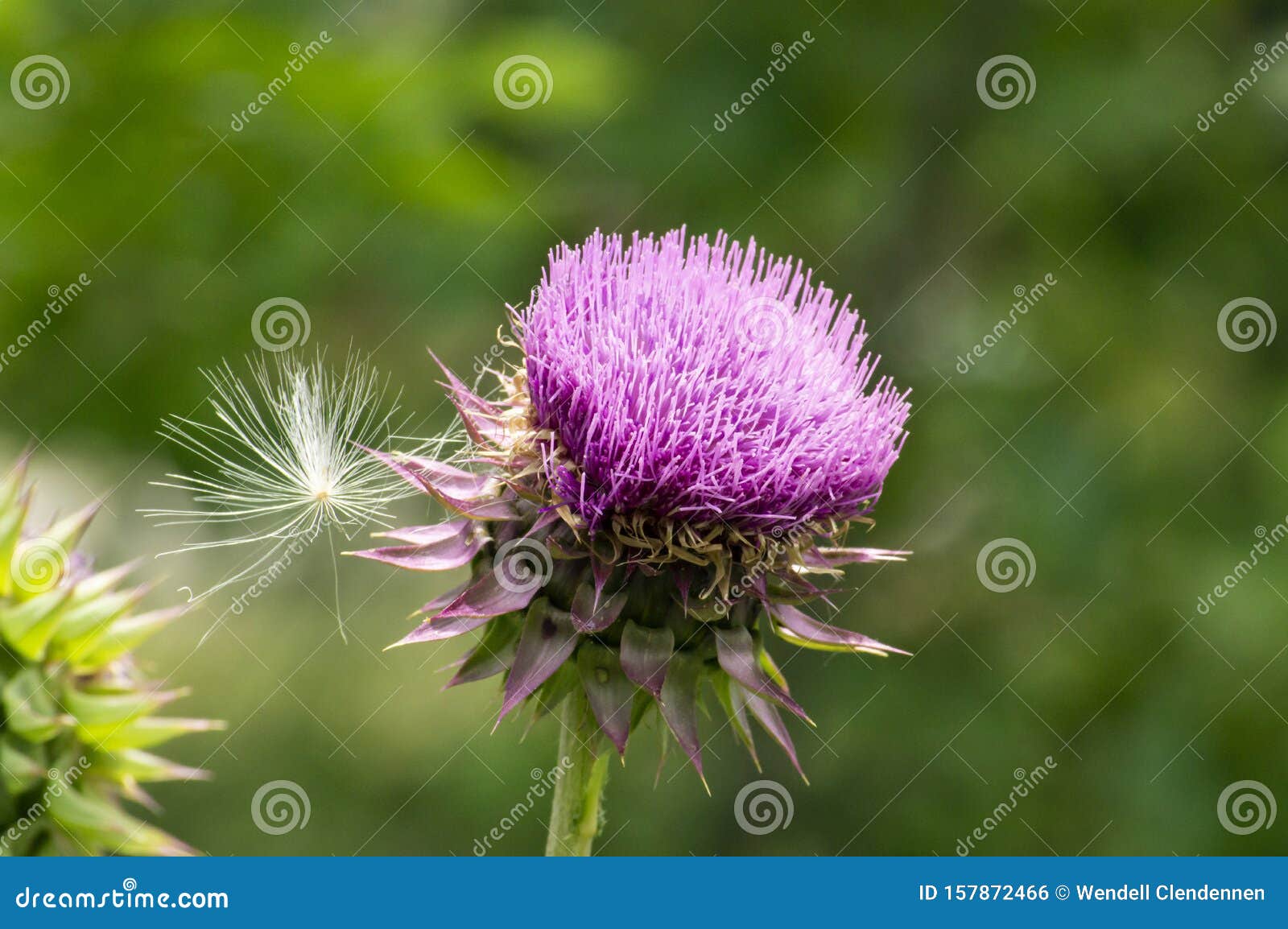 Fleur De Chardon Mauve Du Texas Avec Graine De Dandelion Photo stock -  Image du pissenlit, contraste: 157872466