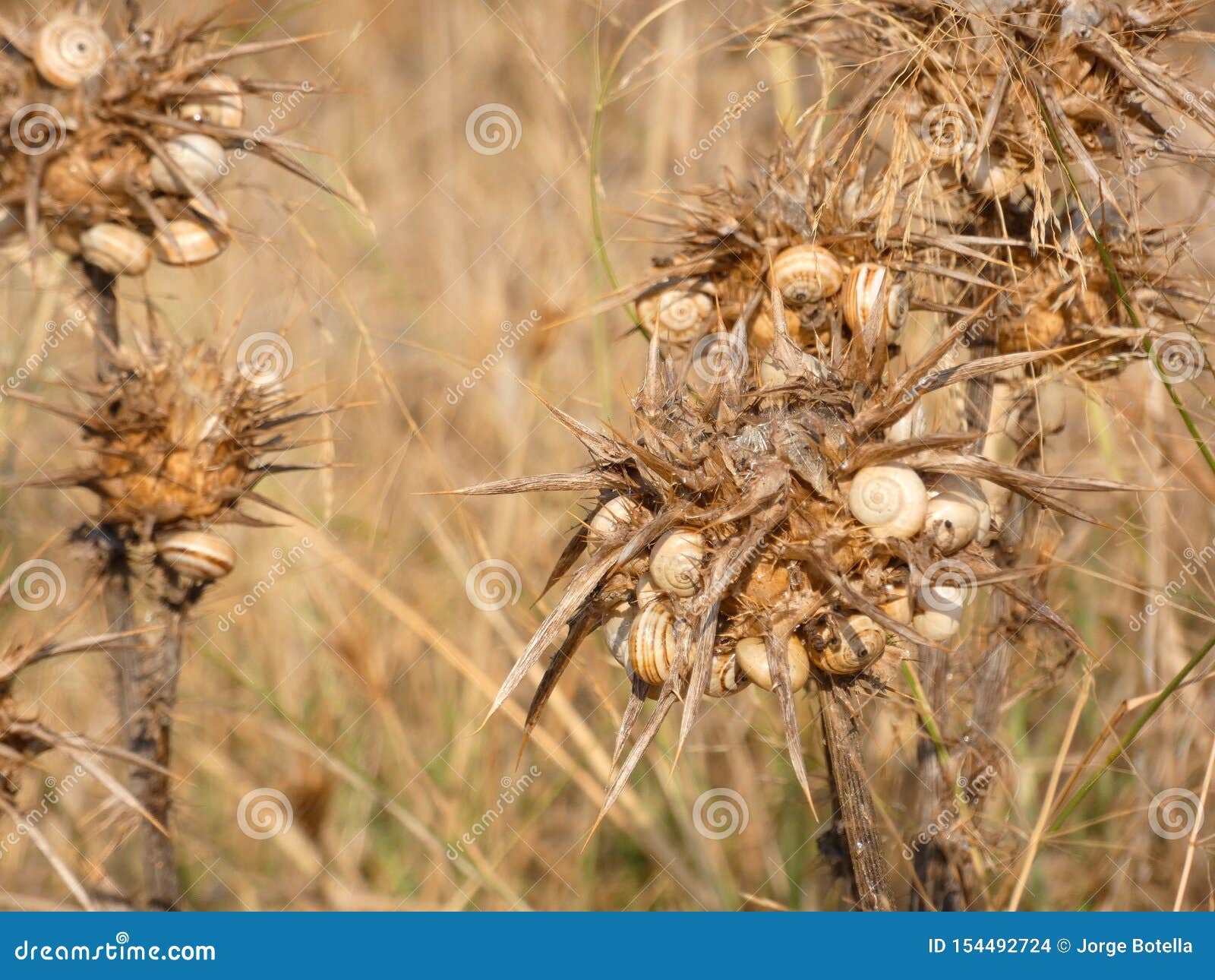 Fleur De Chardon Sec, Pleine D'escargots Photo stock - Image du chardon,  route: 154492724