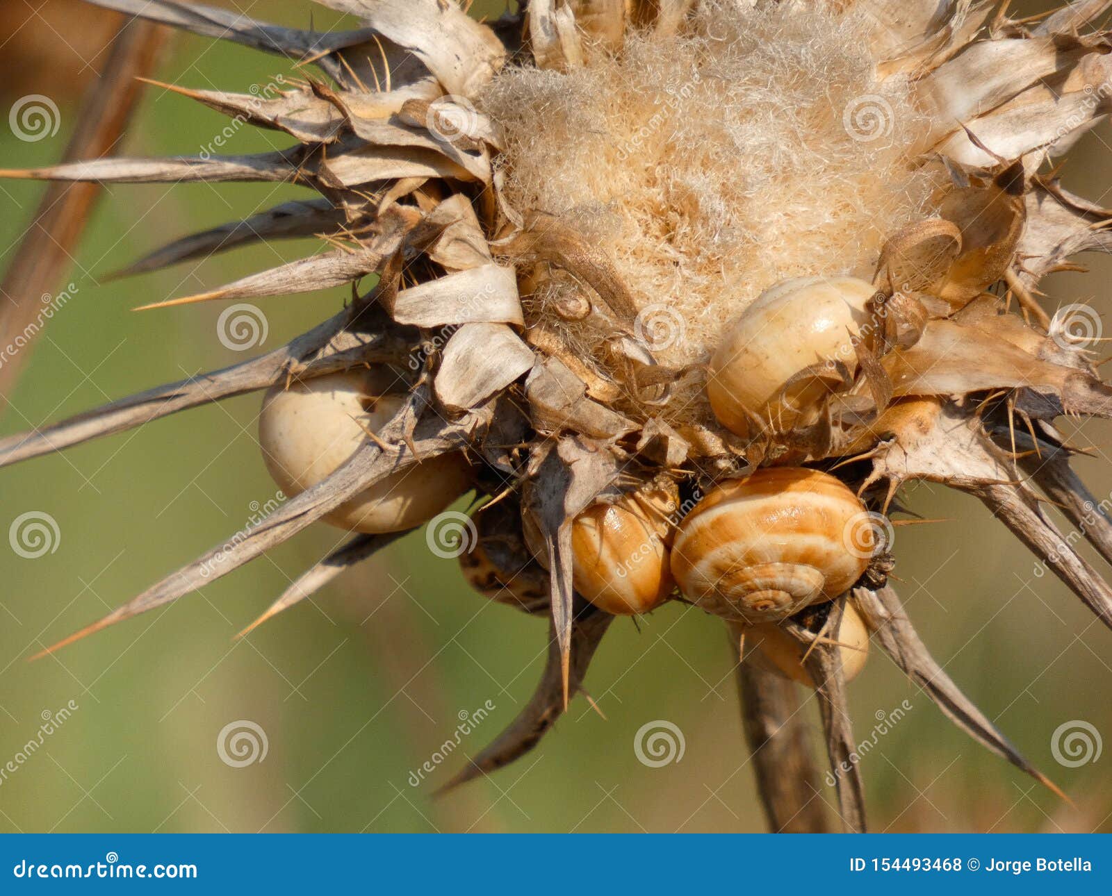 Fleur De Chardon Sec, Pleine D'escargots Photo stock - Image du saison,  fleur: 154493468