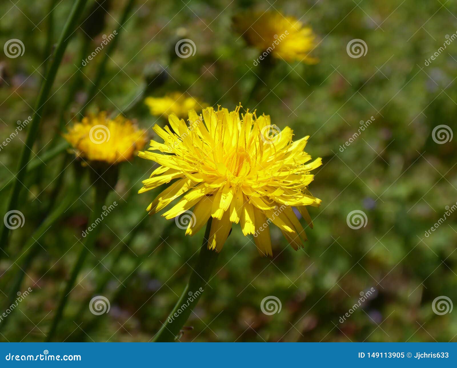 Fleur De Cheval, Fleur Jaune Dans Le Closeuse De Campagne Image stock -  Image du cheval, fermer: 149113905