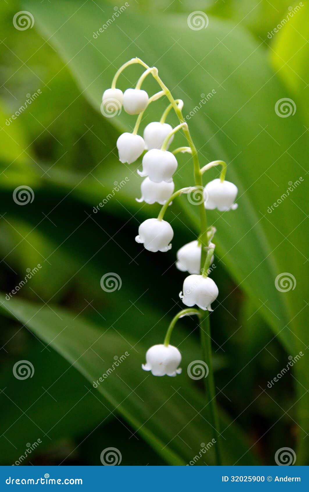 Fleur de cloche blanche photo stock. Image du parfum - 32025900