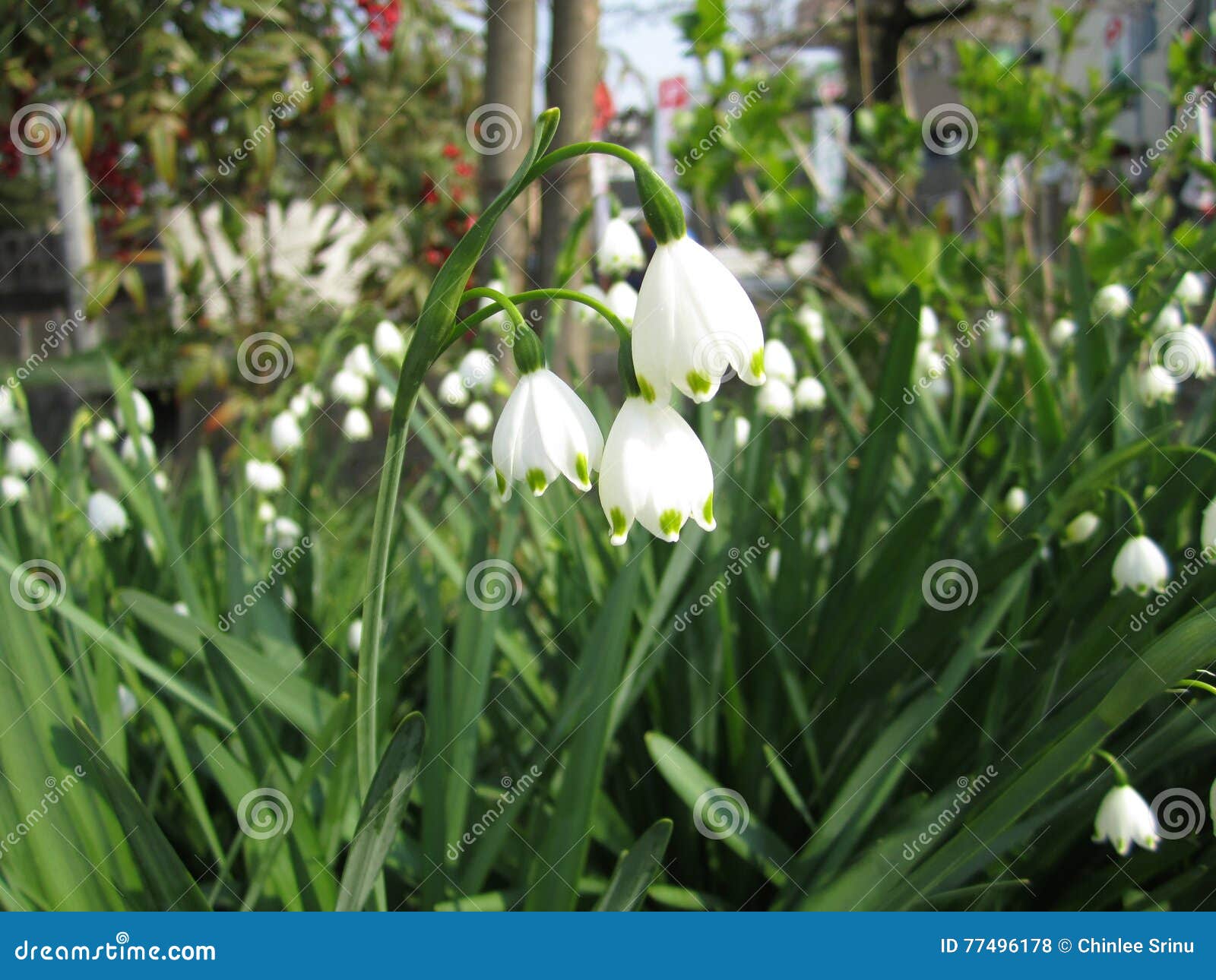 Fleur de cloche blanche photo stock. Image du cloche - 77496178