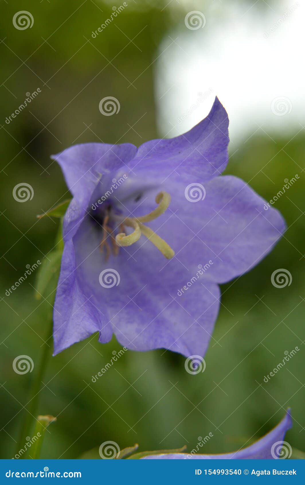 Fleur de cloche violette photo stock. Image du iris - 154993540