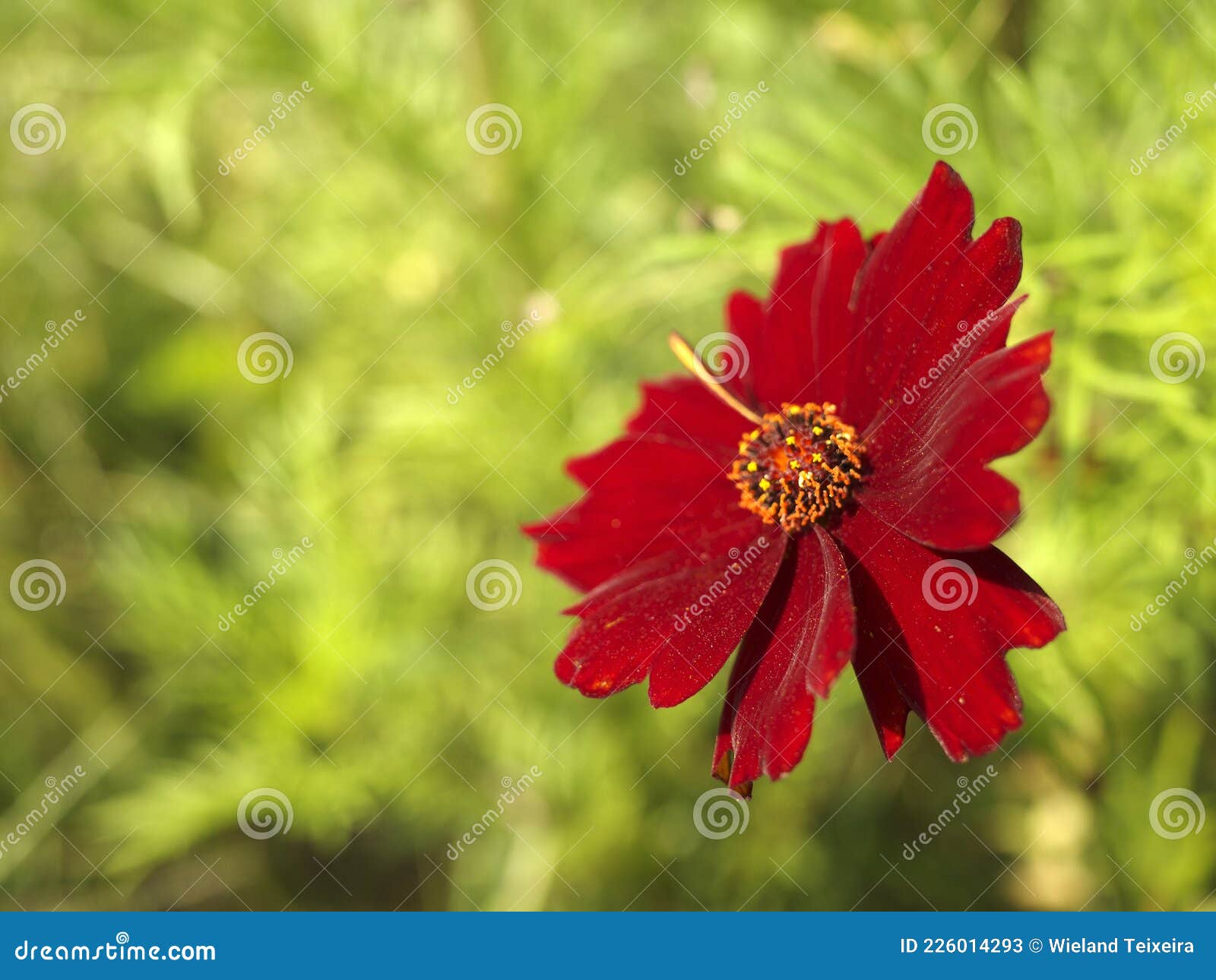 Fleur De Cosmos écarlate Sur Fond Vert Clair Image stock - Image du down,  fermer: 226014293