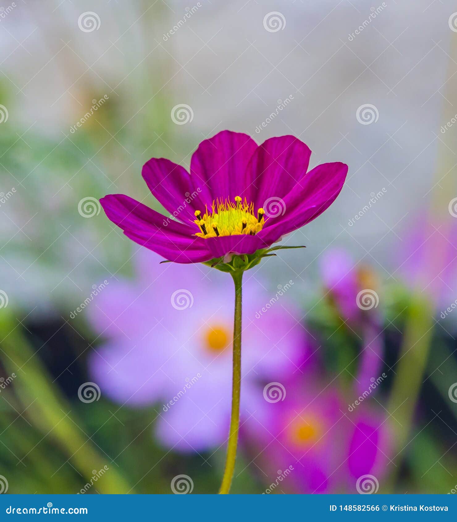 Fleur de Cosmos bipinnatus photo stock. Image du variétés - 148582566