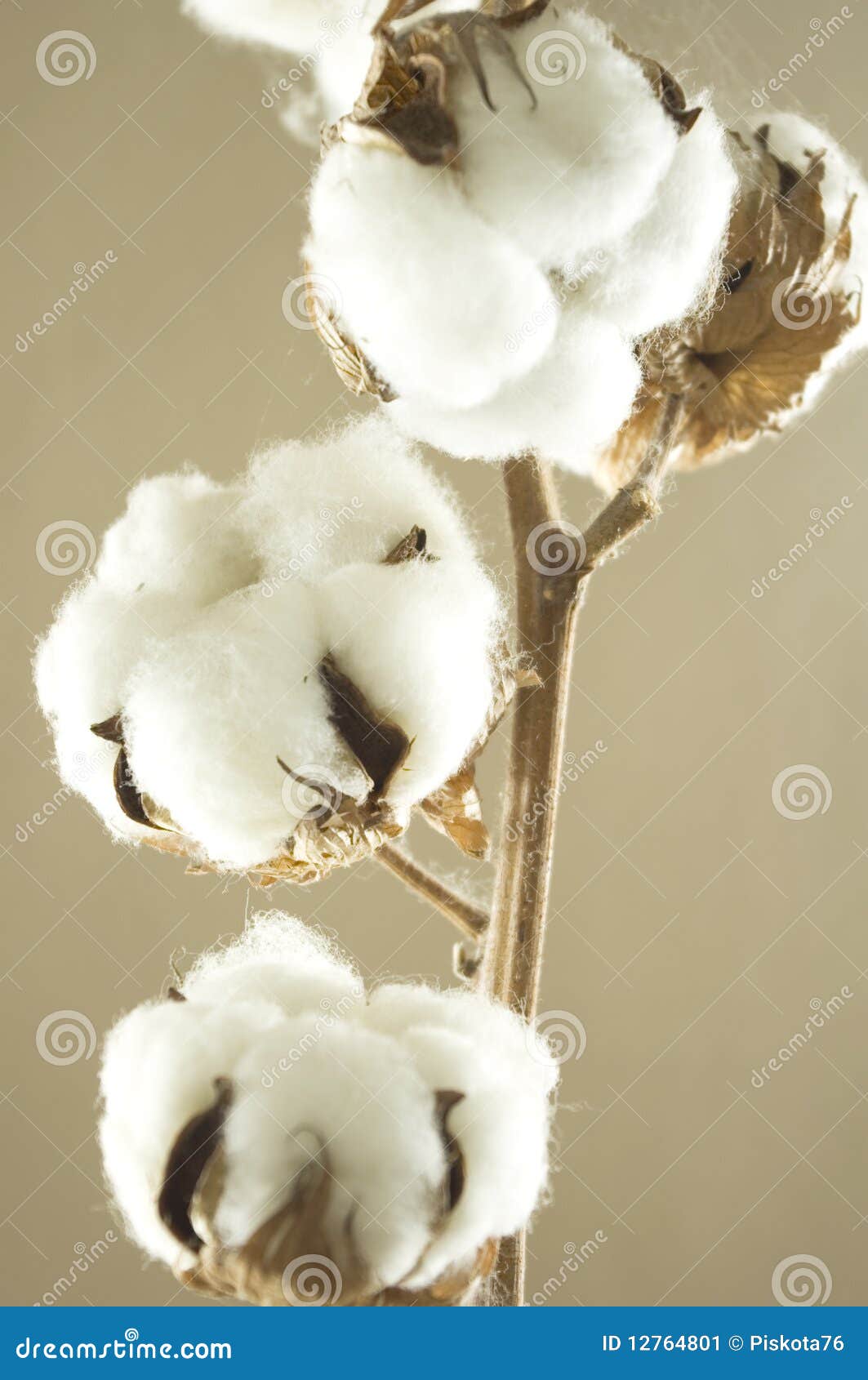 Fleur de coton image stock. Image du coton, capsule, blanc - 12764801