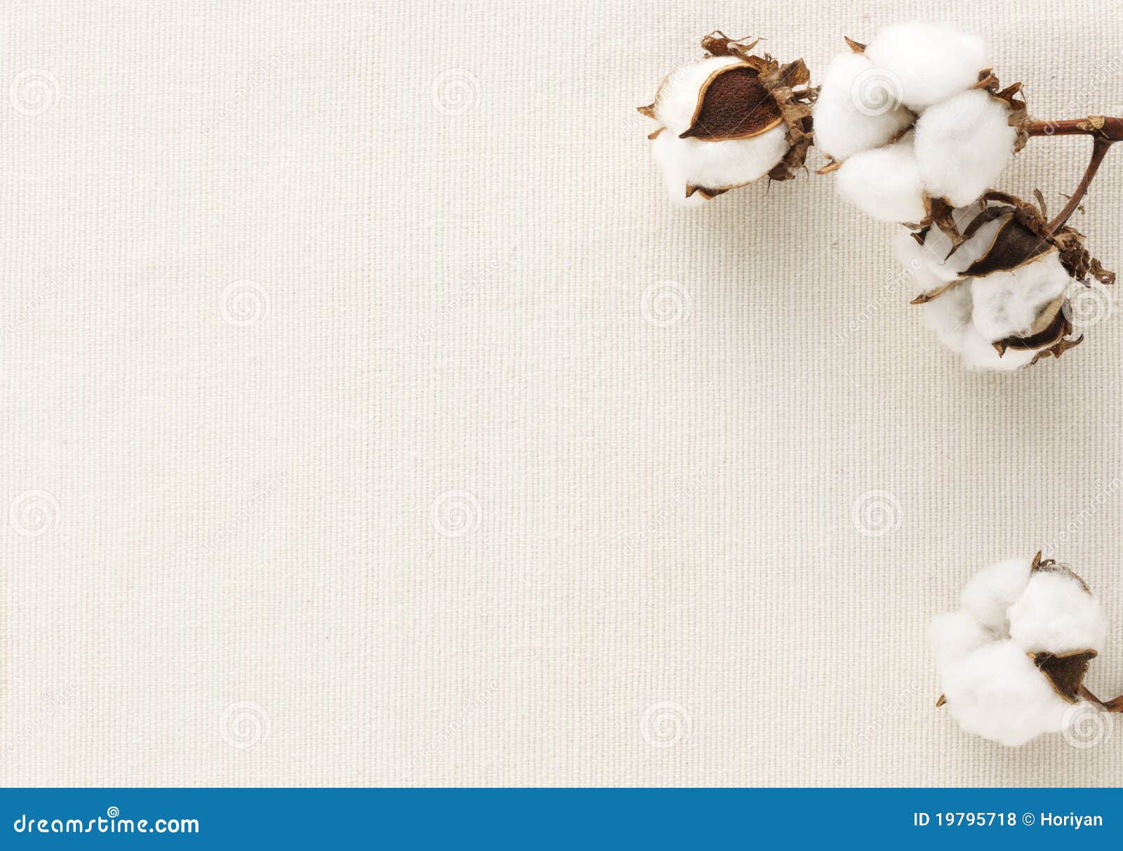 66,164 Photos de Fleur De Coton Photos de stock gratuites et libres