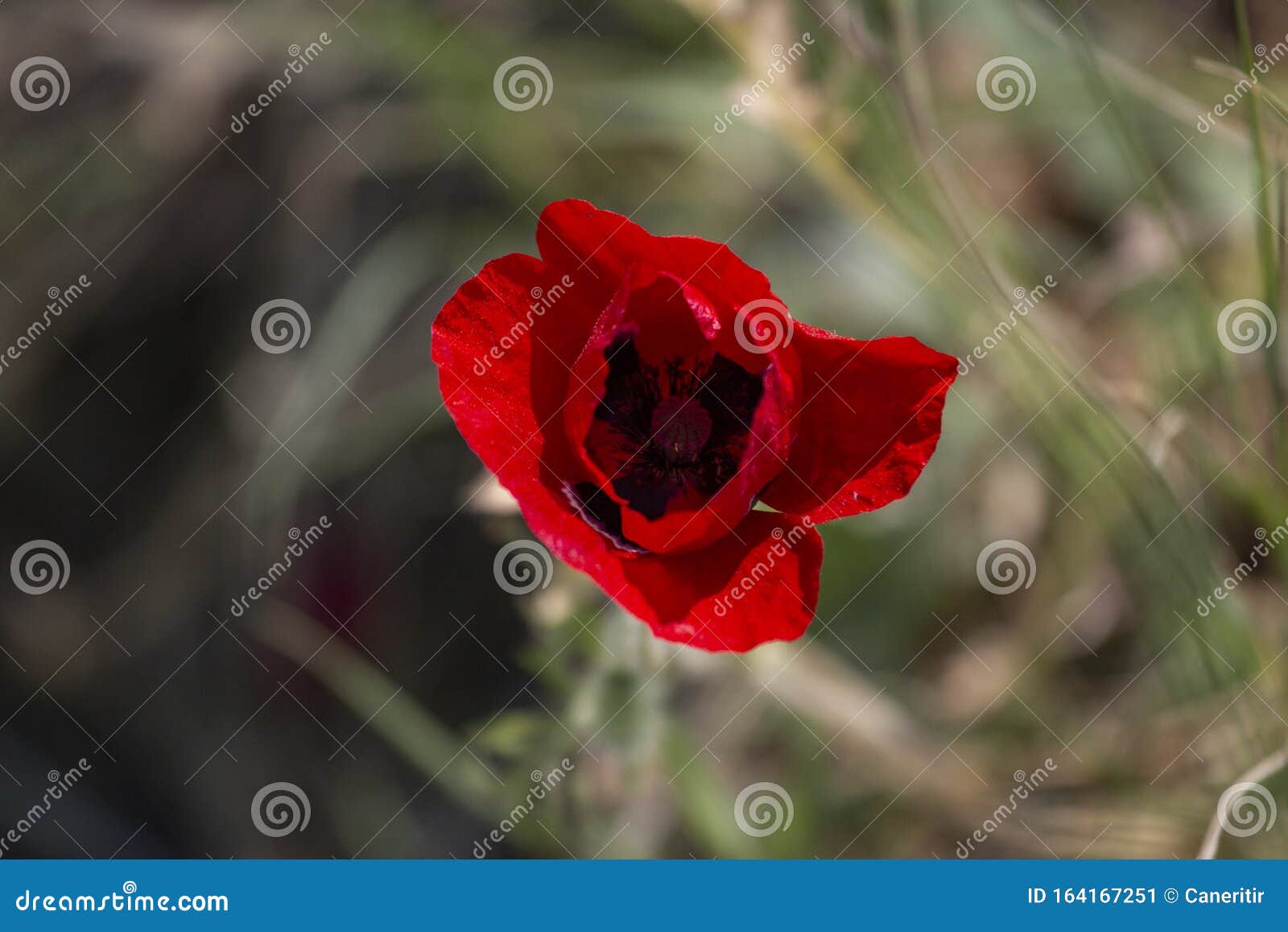 Fleur de couleur de peau, fond de la nature, belle plante rouge fermeture botanique,. Fleur couleur de peau, fond de la nature, botanique rapprochée, belle plante rouge