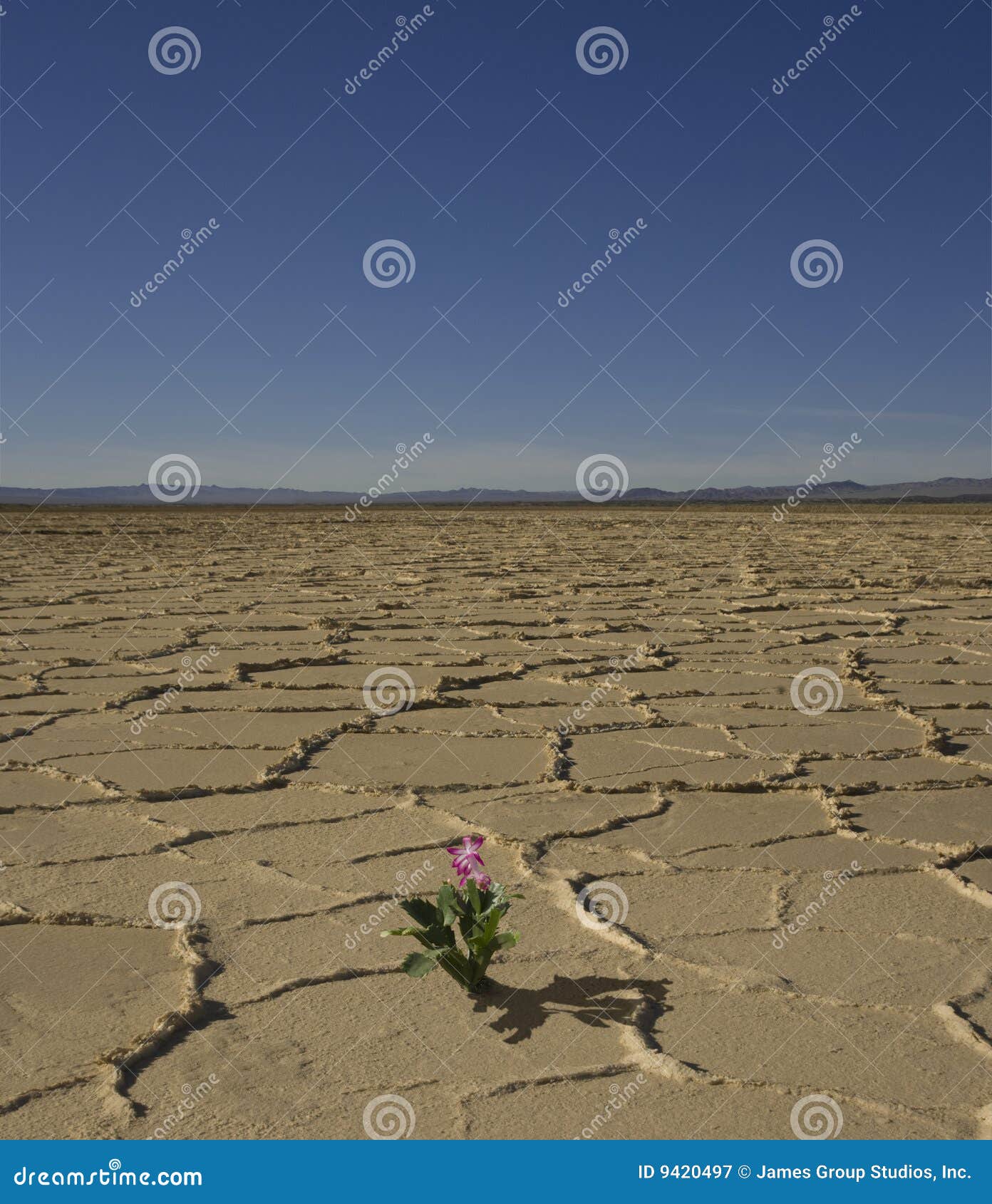 Fleur de désert image stock. Image du sécheresse, simple - 9420497