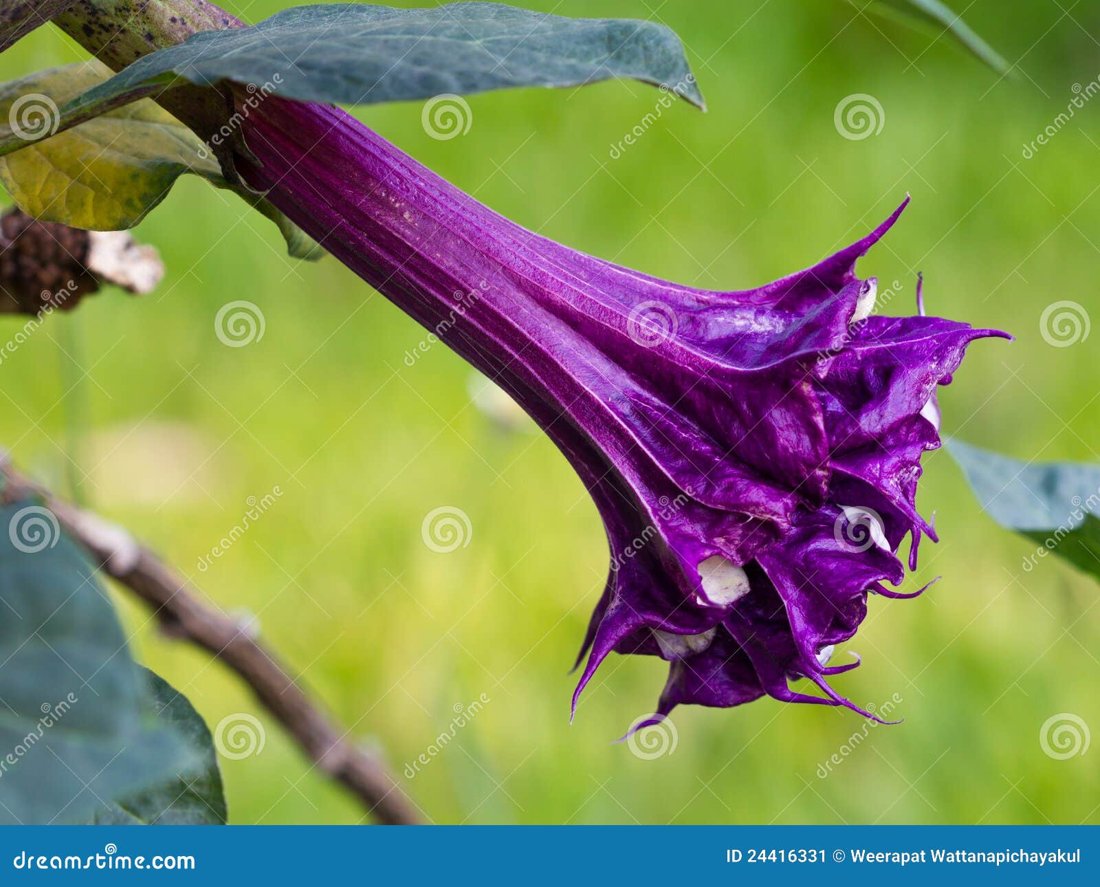 Fleur de datura image stock. Image du beauté, flore, botanique - 24416331