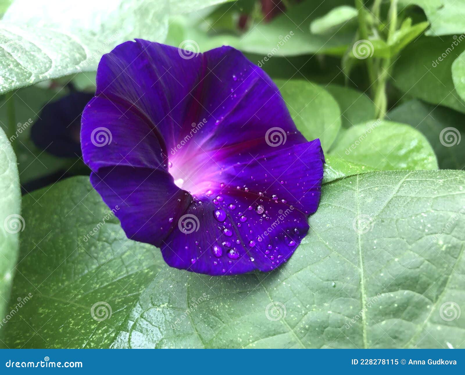 Fleur de datura image stock. Image du vert, bleu, lame - 228278115
