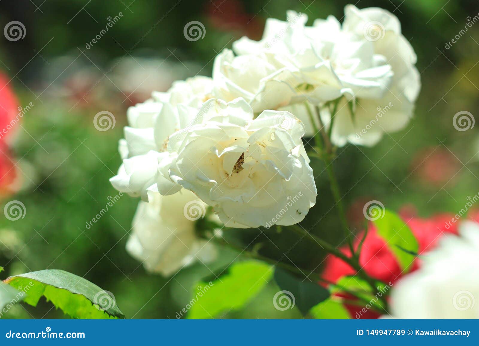 Fleur De Fete Belles Roses Blanches Sur Le Fond De Nature Anniversaire Mother S Valentines Women S Epousant Le Image Stock Image Du Epousant Nature Fleur De Fete Belles Roses Blanches Sur Le Fond De Nature Anniversaire Mother S Valentines Women S Epousant Le Image Stock Image Du Epousant Nature