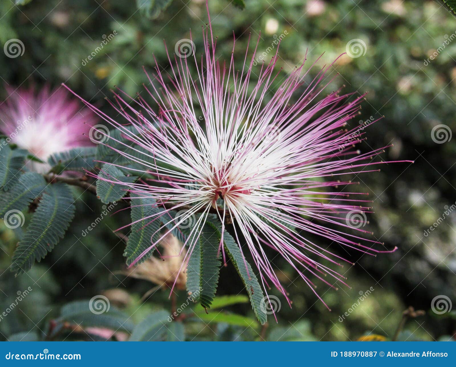 Fleur De Fleurs Blanche Et Rose Image stock Image du cactus, lame