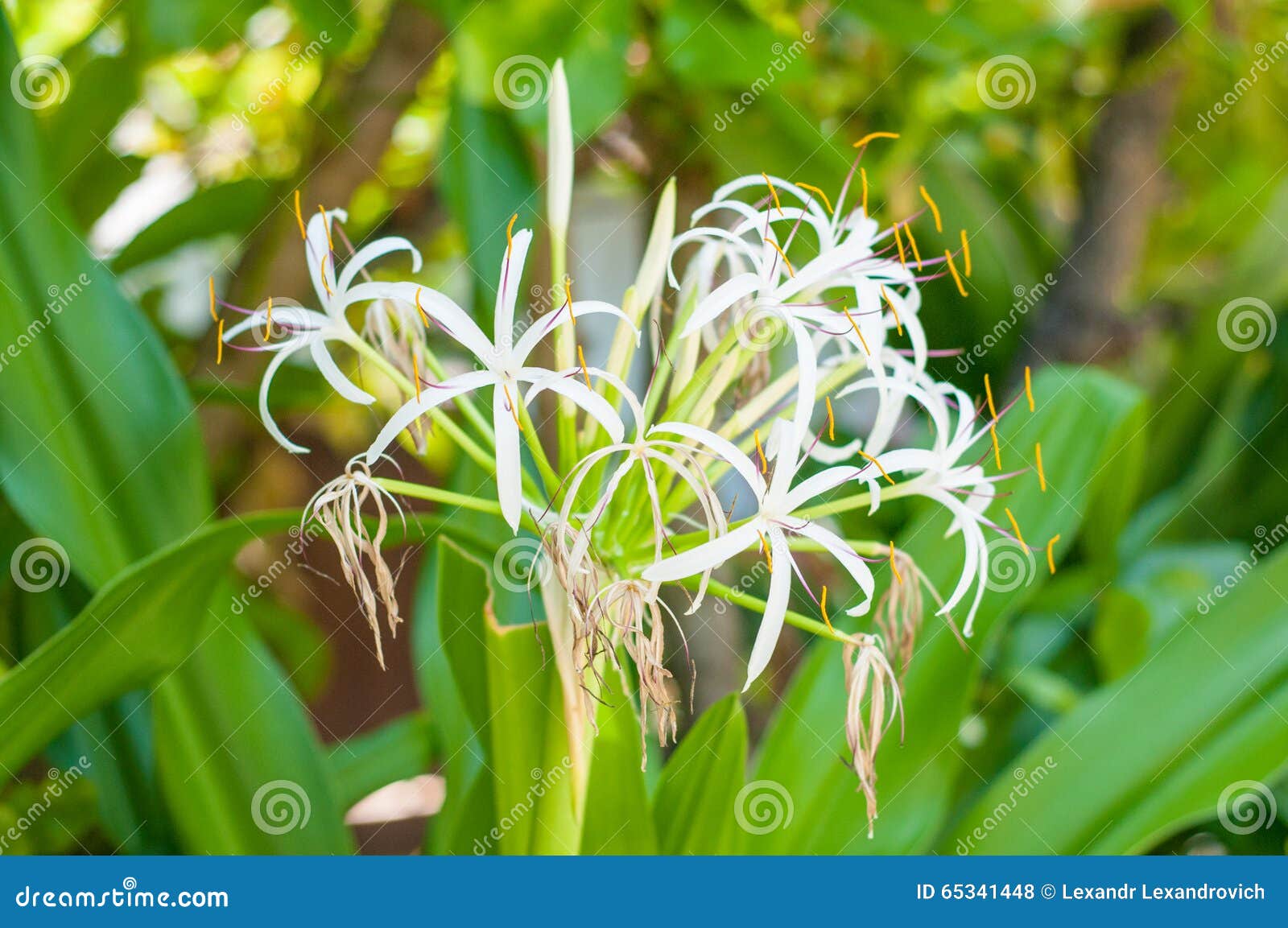 Fleur De Fleurs Blanches Du Buisson Tropical Photo stock - Image du  maldives, centrale: 65341448