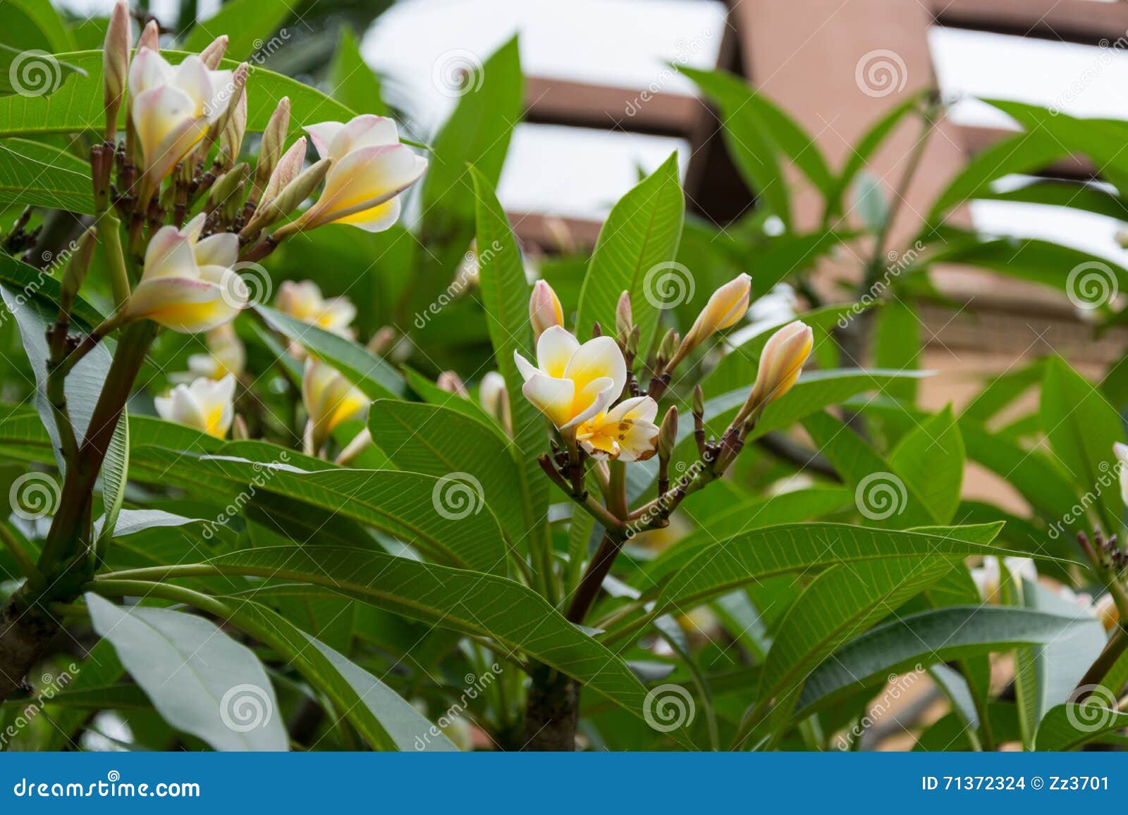 Fleur de Frangipane photo stock. Image du jardin, groupe - 71372324