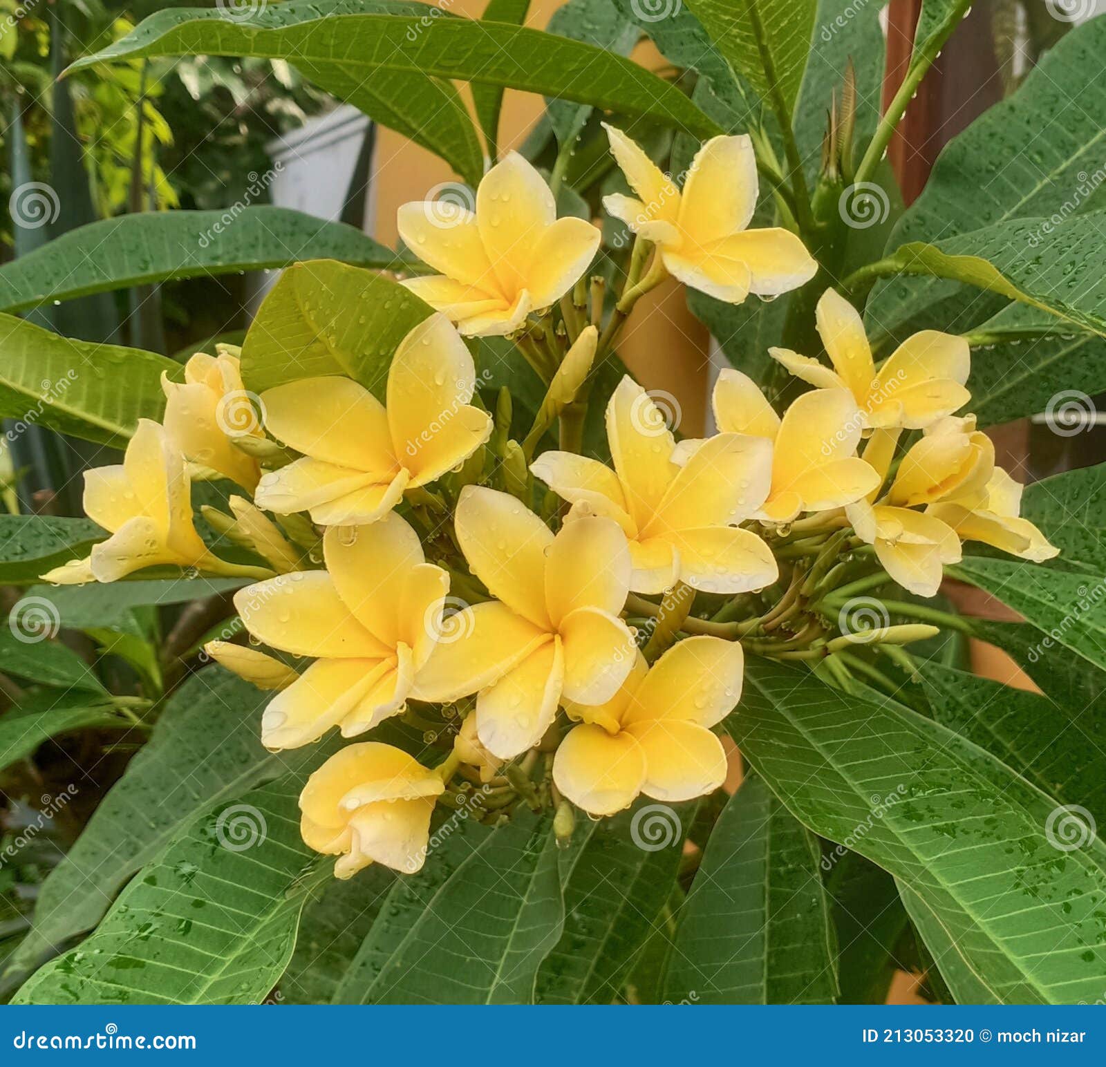 Fleur De Frangipane Jaune Frais Après La Pluie Photo stock - Image du fleur,  frais: 213053320