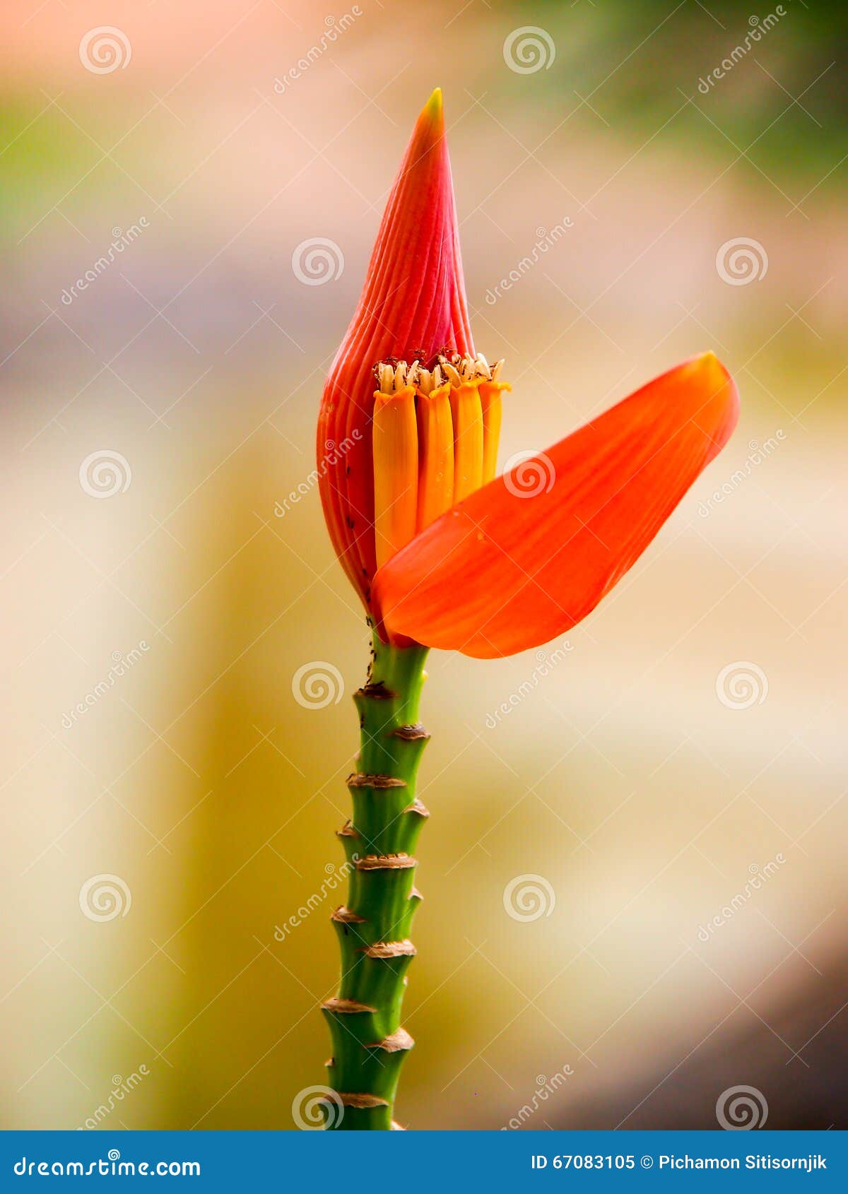 Fleur de Heliconia. Il fait beau pour le fond et le papier peint