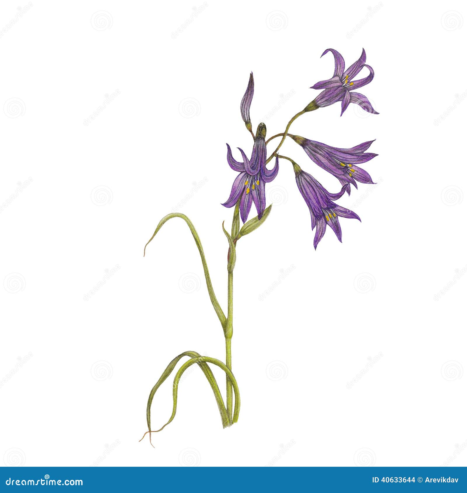 Fleur de jacinthe des bois illustration stock. Illustration du ornement -  40633644
