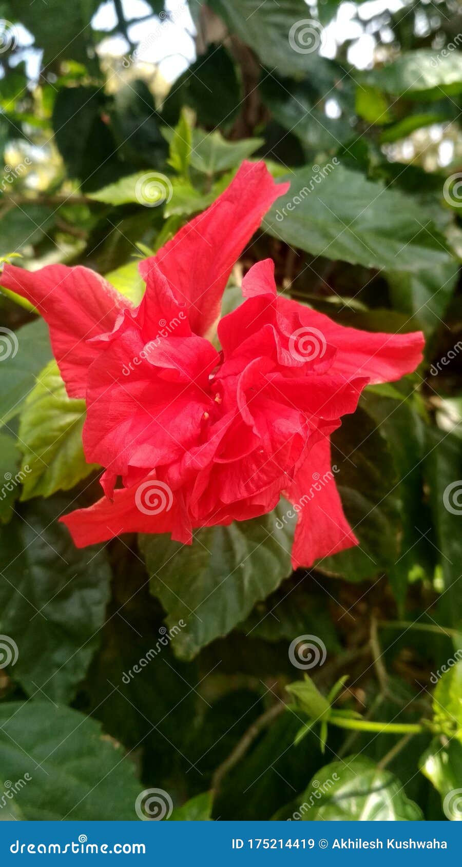 Fleur De Jagré De Couleur Rouge Avec De Nombreux Village De Kushinagar  Corolle Et De Feuille Verte Image stock - Image du rouge, corolle: 175214419