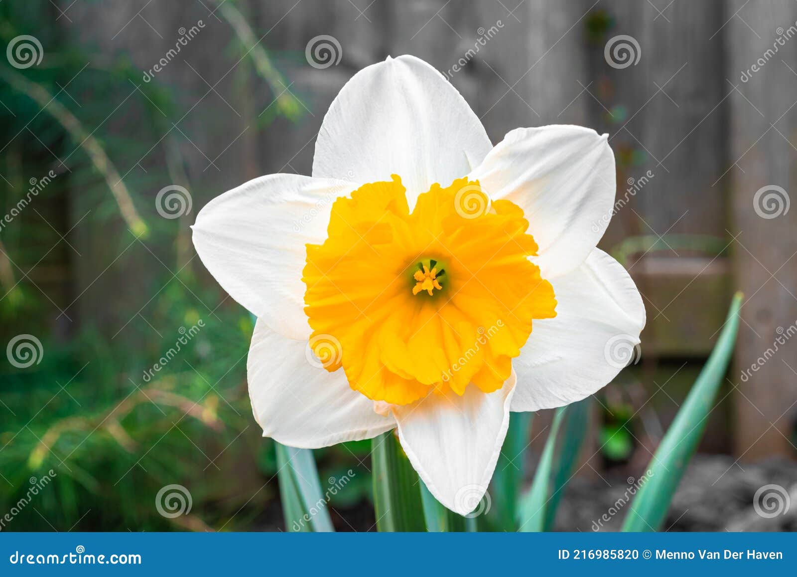 Fleur De Jonquille Blanche De Couleur Orange Photo stock - Image du  jonquilles, pâques: 216985820