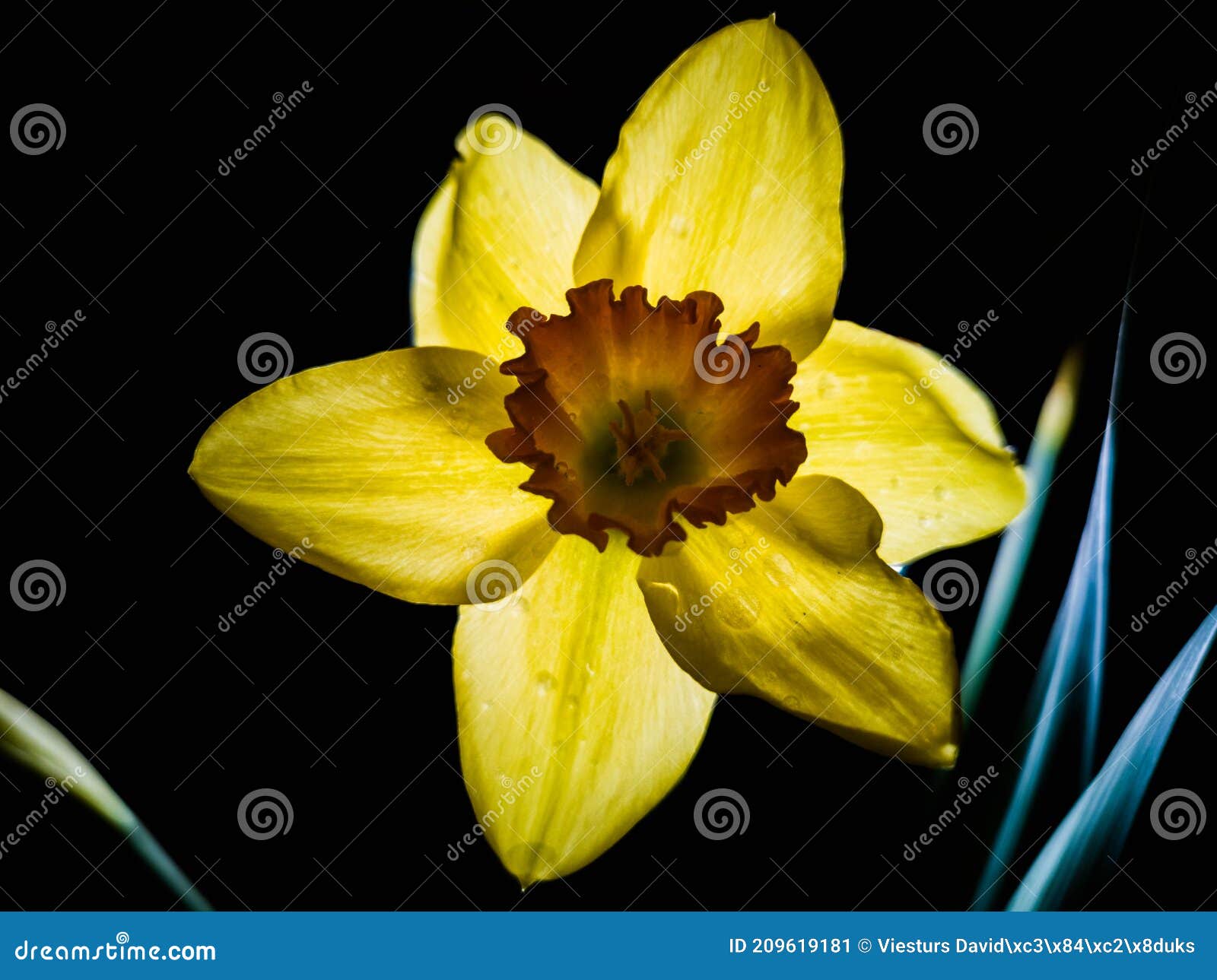 Fleur De Jonquille Jaune Narcisse Tazetta Sur Fond Noir Image stock - Image  du floral, fleur: 209619181