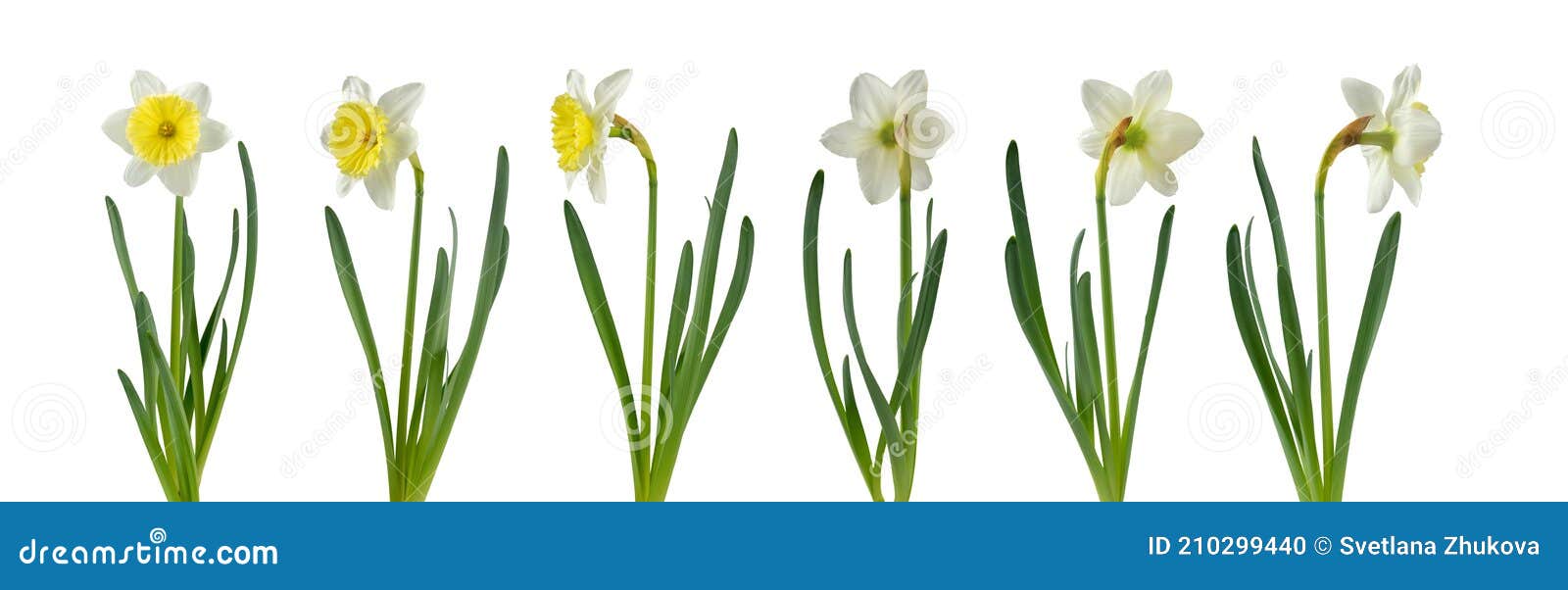 Fleur De Jonquille Ou De Narcisse Avec Des Feuilles Dans Différentes  Positions Isolées Sur Blanc Photo stock - Image du ornemental, jonquille:  210299440