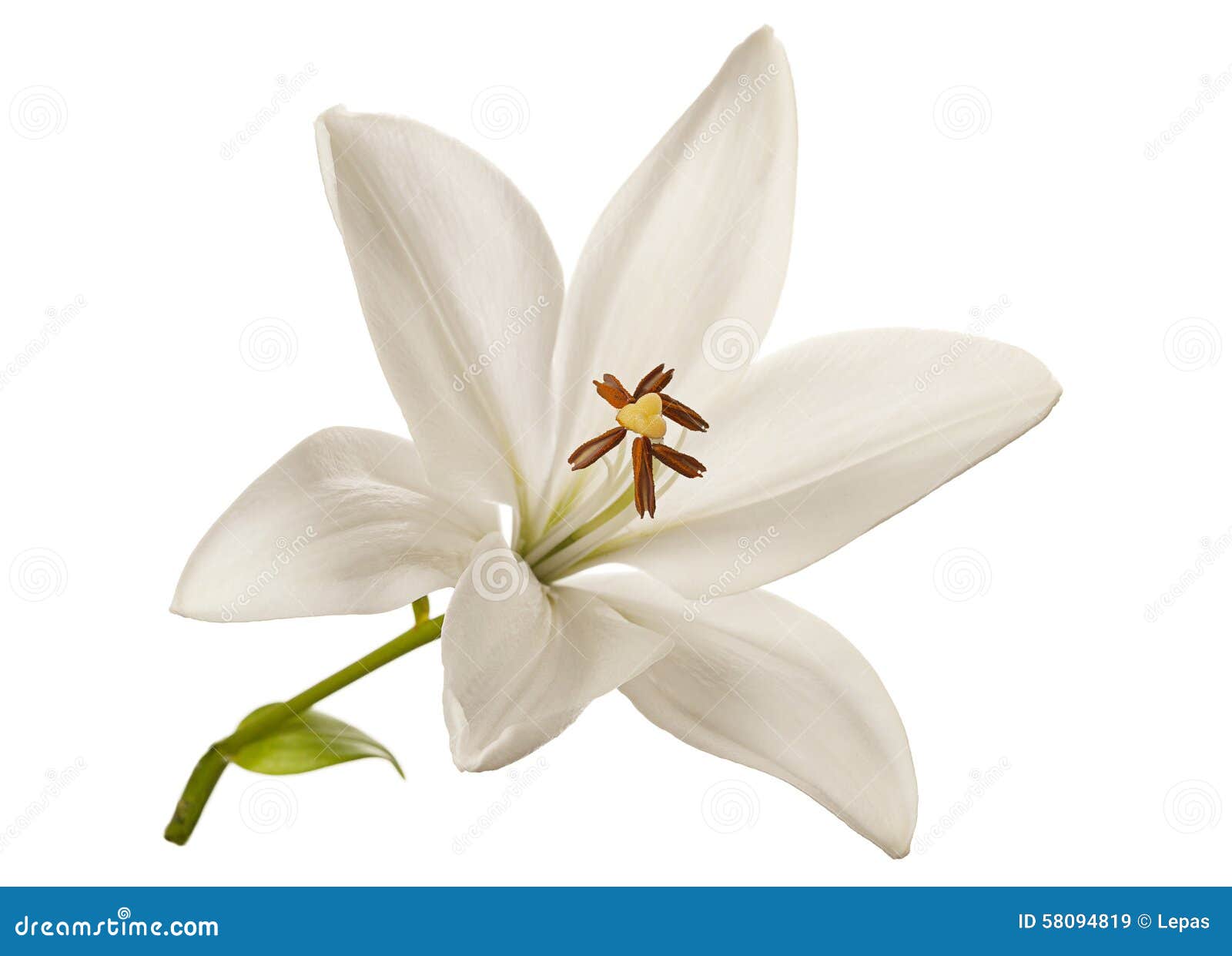 Fleur de lis blanc image stock. Image du été, vivacité 58094819