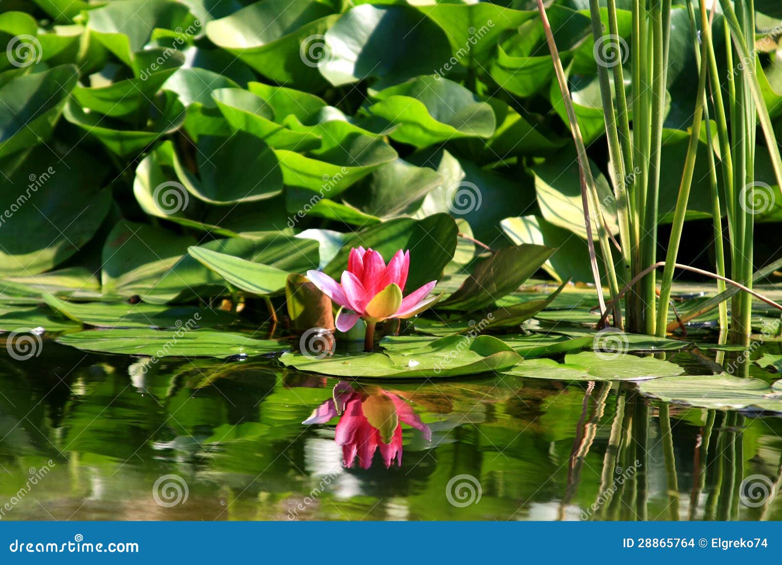 Fleur de lotus dans l'eau