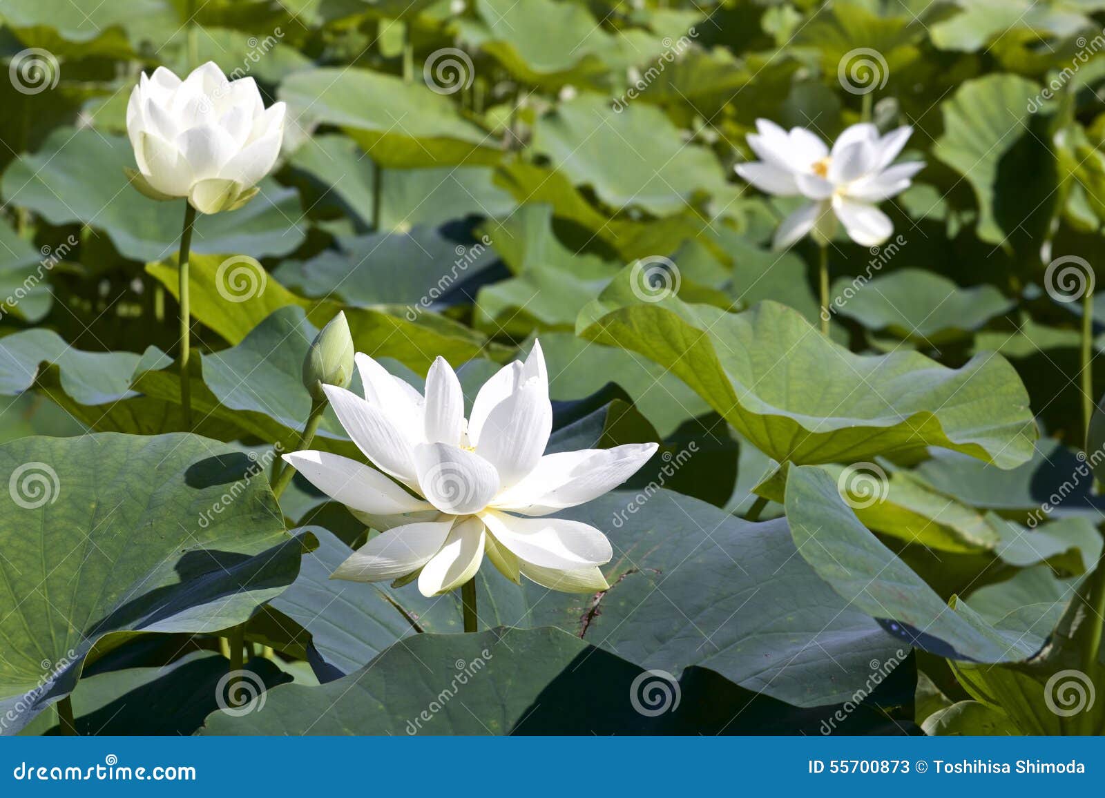 Fleur De Lotus Et Usines De Fleur De Lotus Image stock - Image du ...