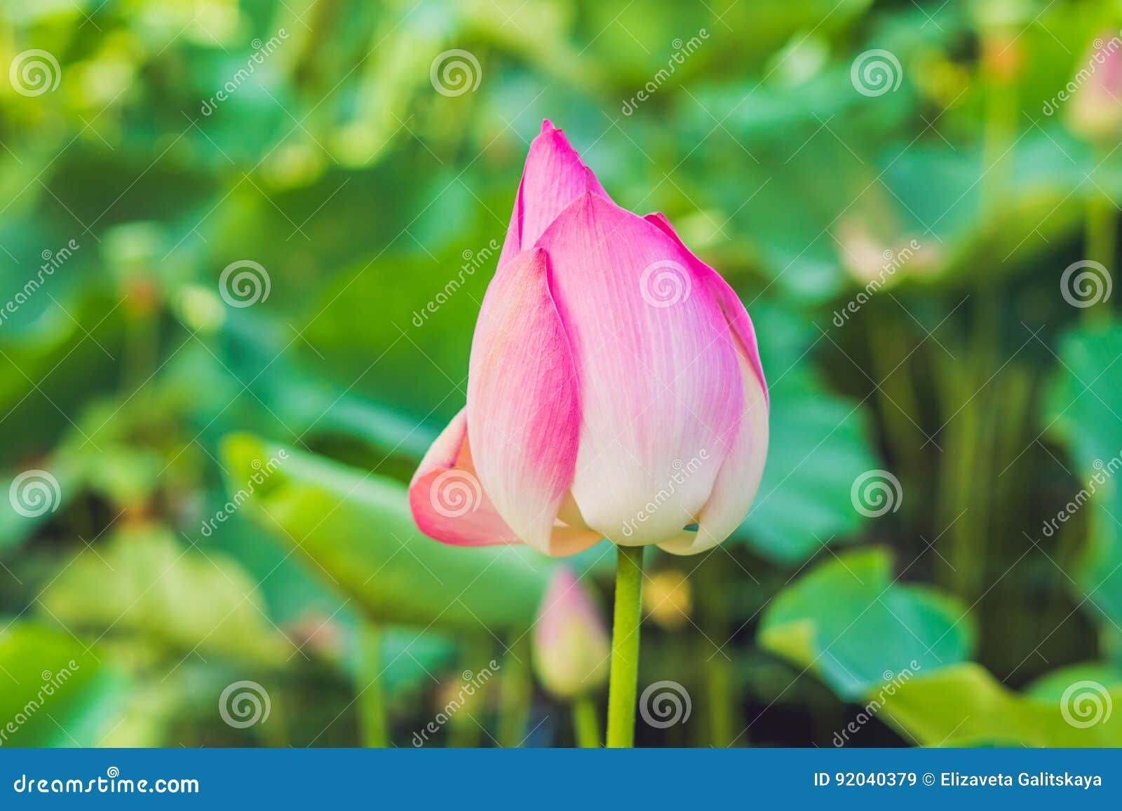 Fleur De Lotus Et Usines De Fleur De Lotus Image stock - Image du ...