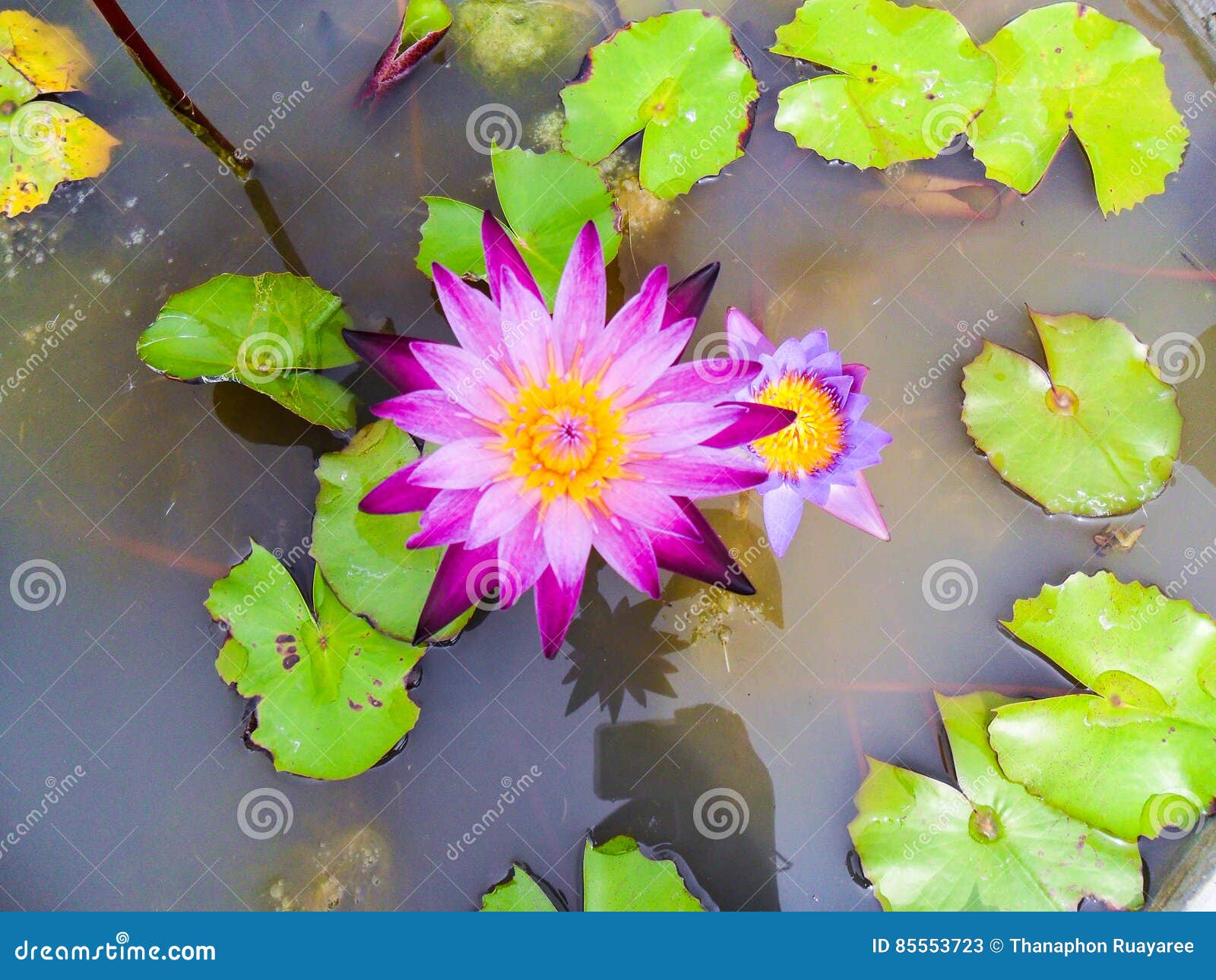 Fleur De Lotus Pour Le Bouddhisme Image Stock Image Du