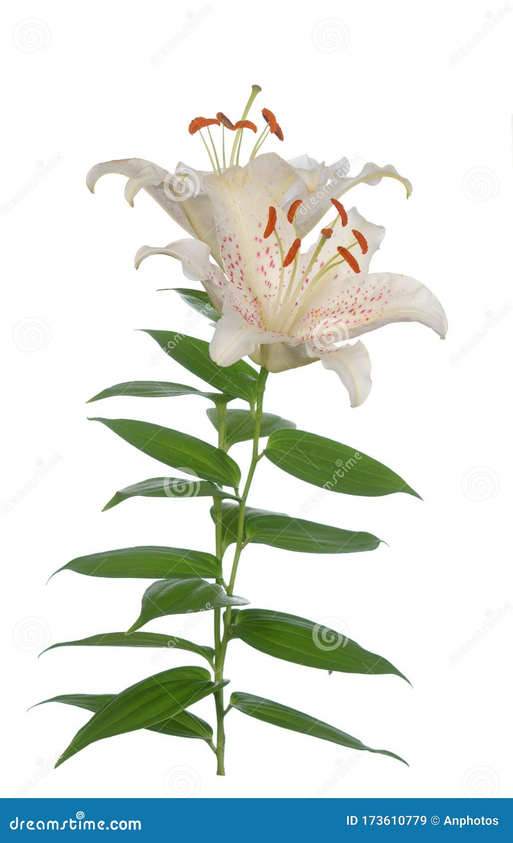 Fleur de lys blanc image stock. Image du floral, centrale - 173610779