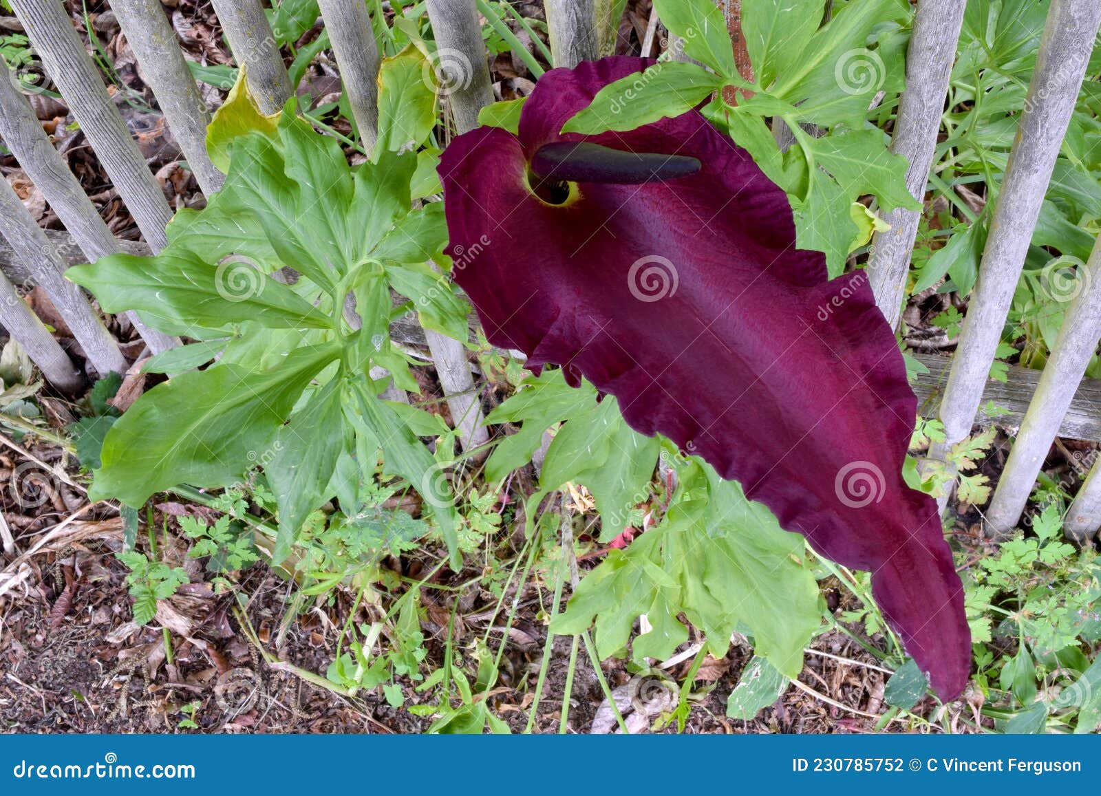 Fleur De Lys Du Dragon Royal 03 Photo stock - Image du lames, wildflower:  230785752
