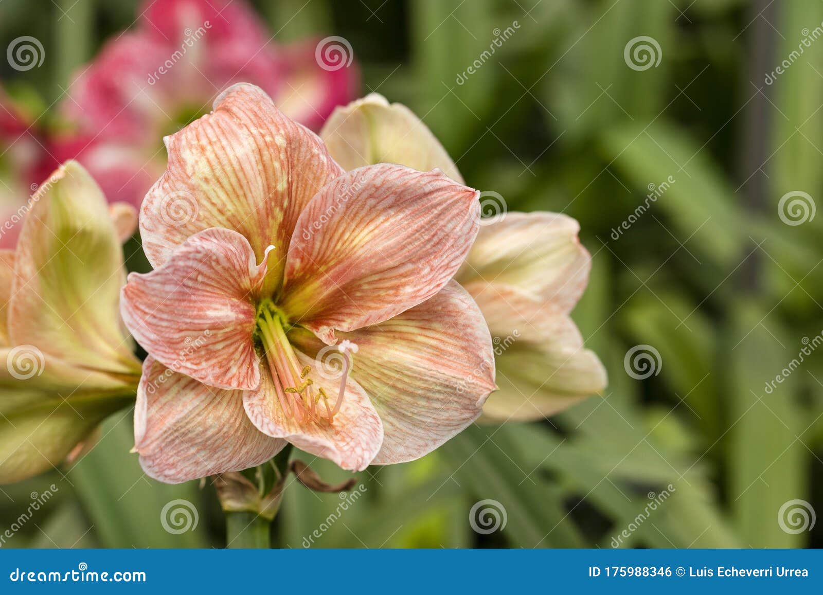 Fleur De Lys Exotique Cultivée En Colombie Lilium Photo stock - Image du  vert, lames: 175988346