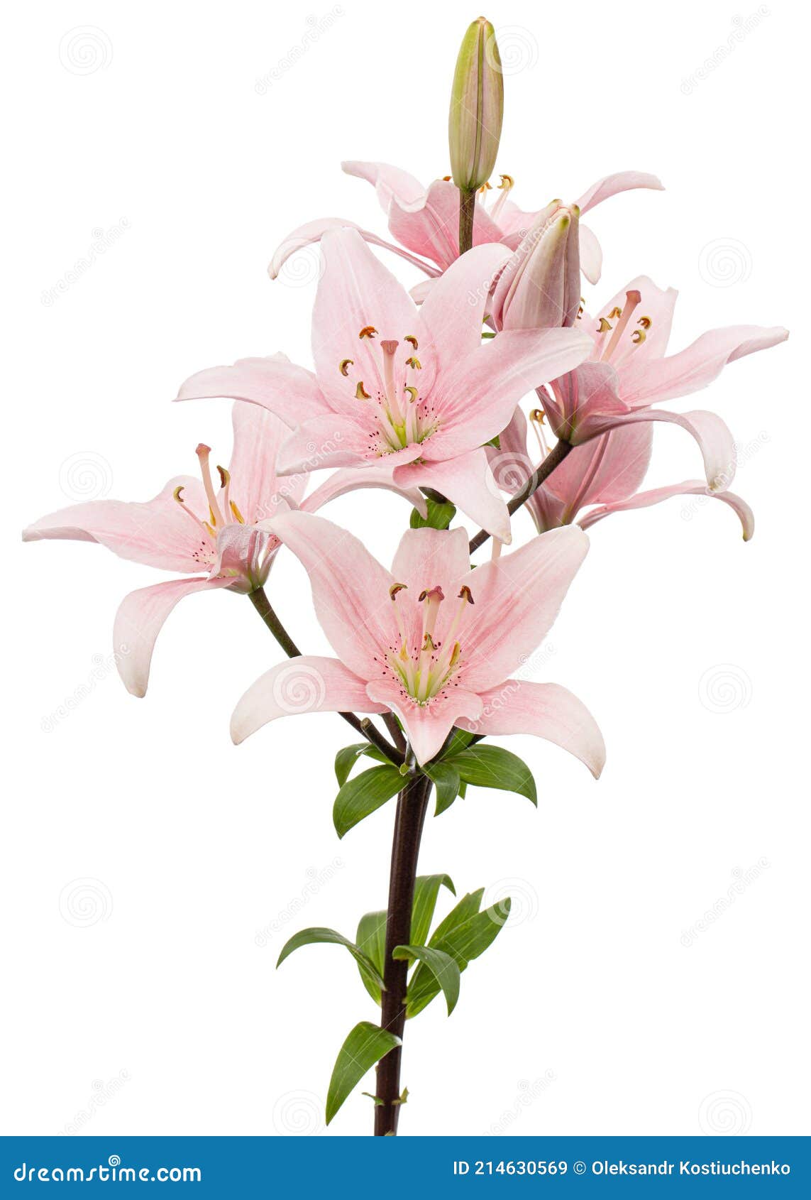 Fleur De Lys Rose Isolée Sur Fond Blanc Image stock Image du fragile