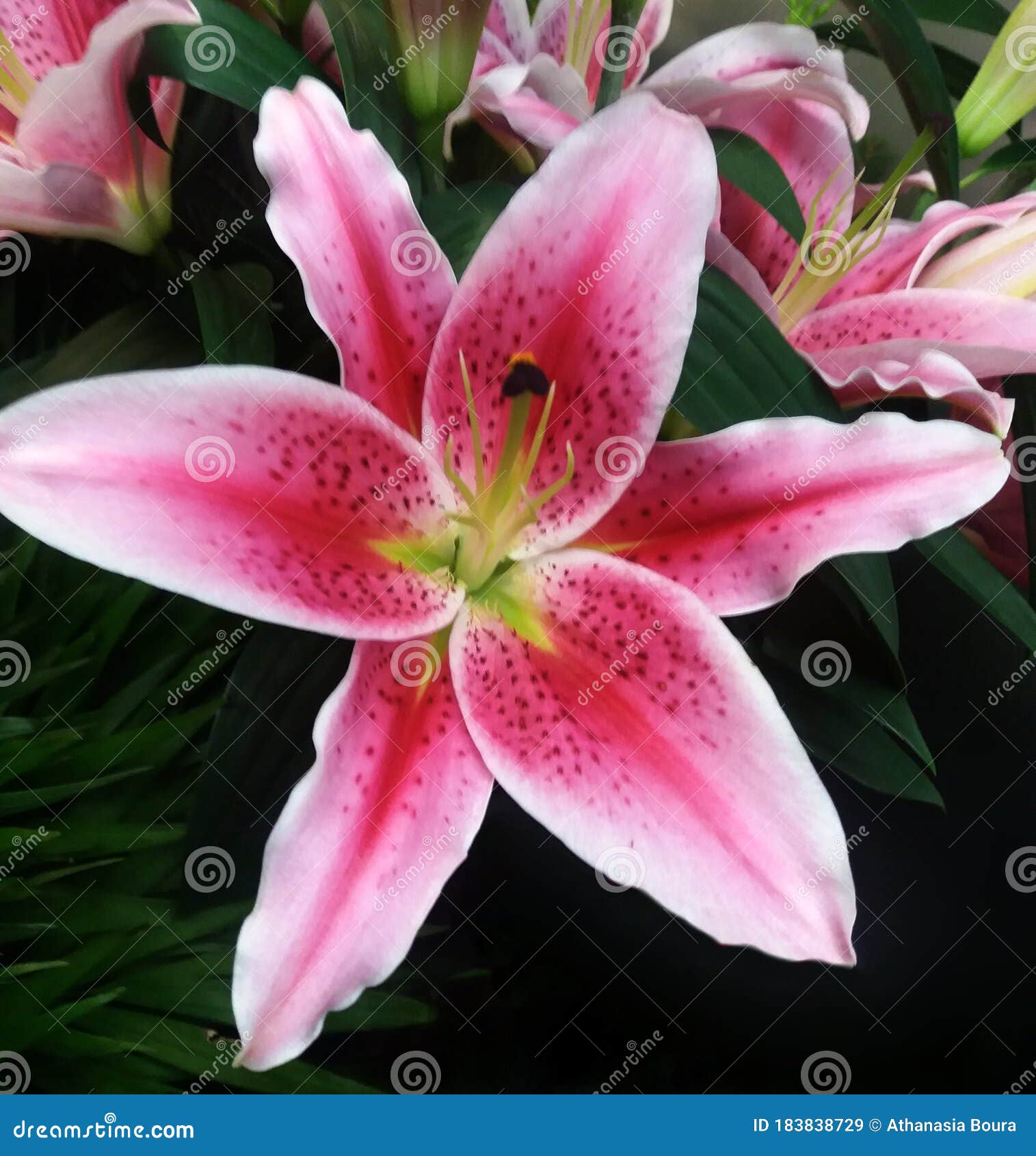 Fleur De Lys Tropicale Star Dans La Photographie De Fleurs Image stock -  Image du vert, centrale: 183838729