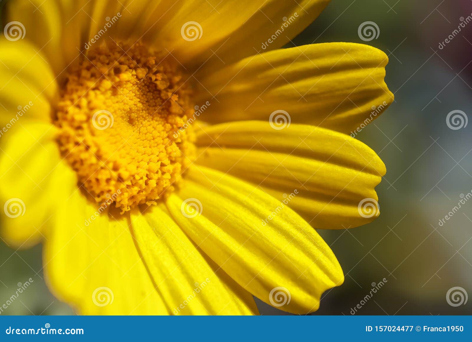 Fleur De Marguerite Jaune Sauvage Avec Ses Pétales Uniques Image stock -  Image du partout, impressionnant: 157024477