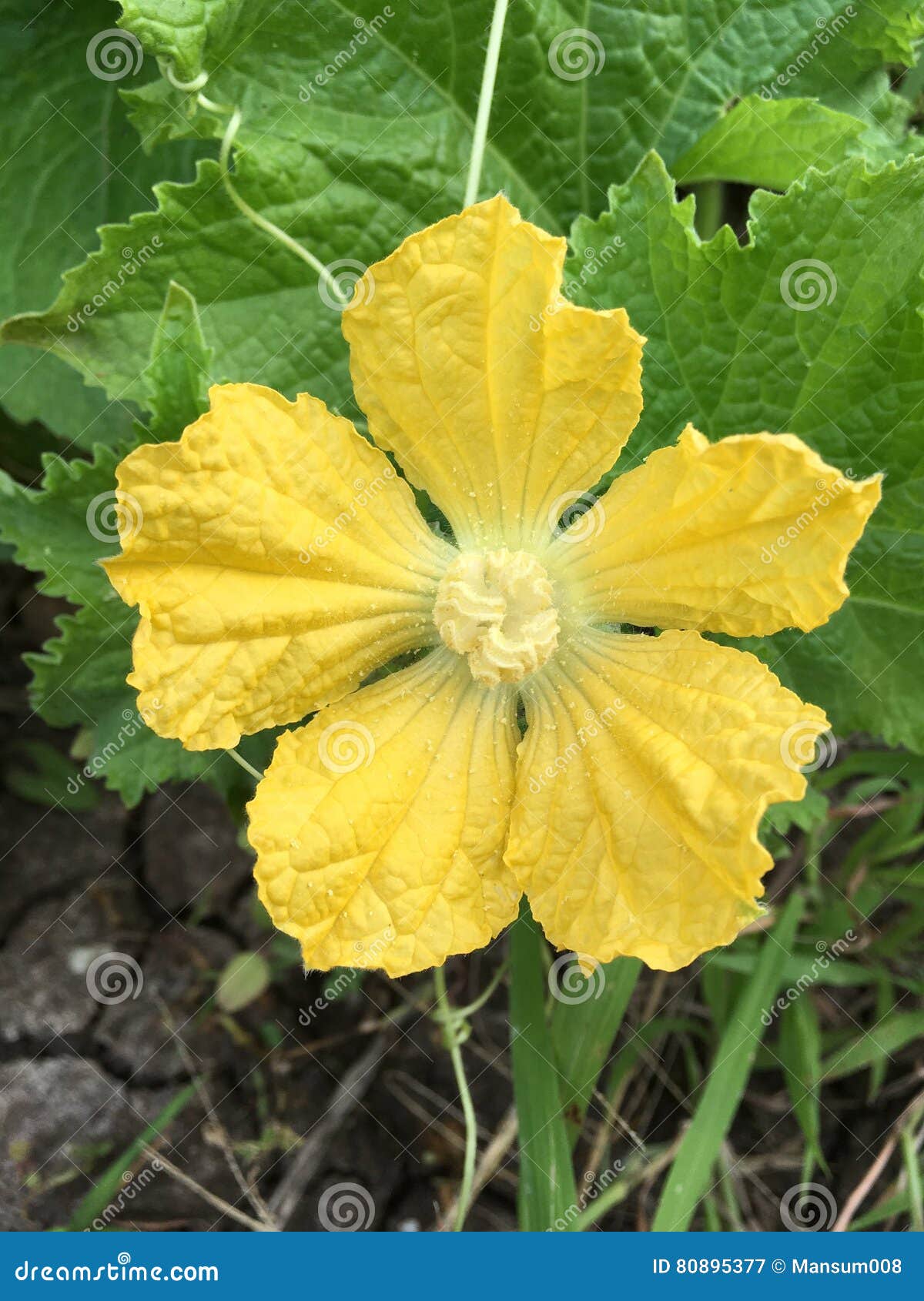 Fleur de melon d'hiver image stock. Image du jaune, floral 80895377