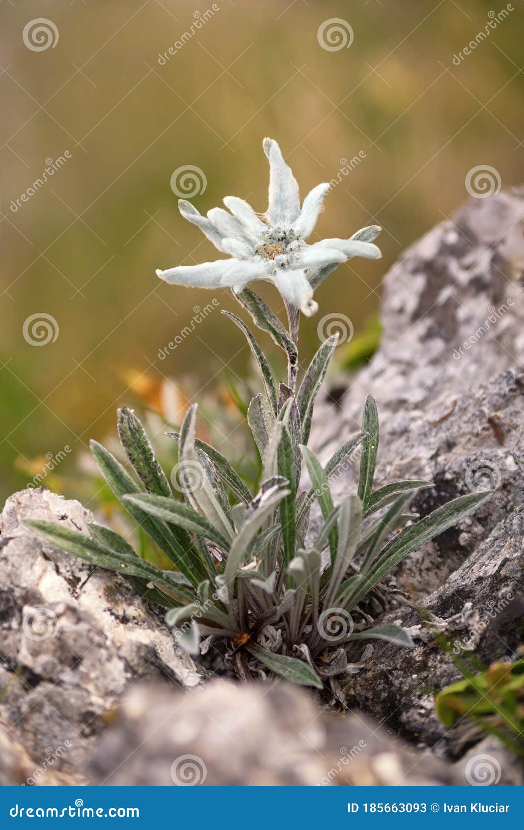 Fleur De Montagne Edelweiss. Nivale Leontopodium Image stock - Image du  frais, jardin: 185663093