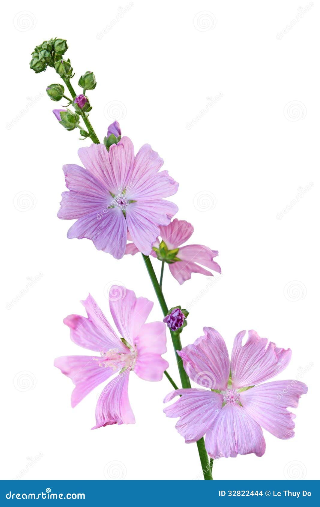 Fleur De Moschata De Malva De Mauve De Musc Photo stock - Image du gentil,  isolement: 32822444