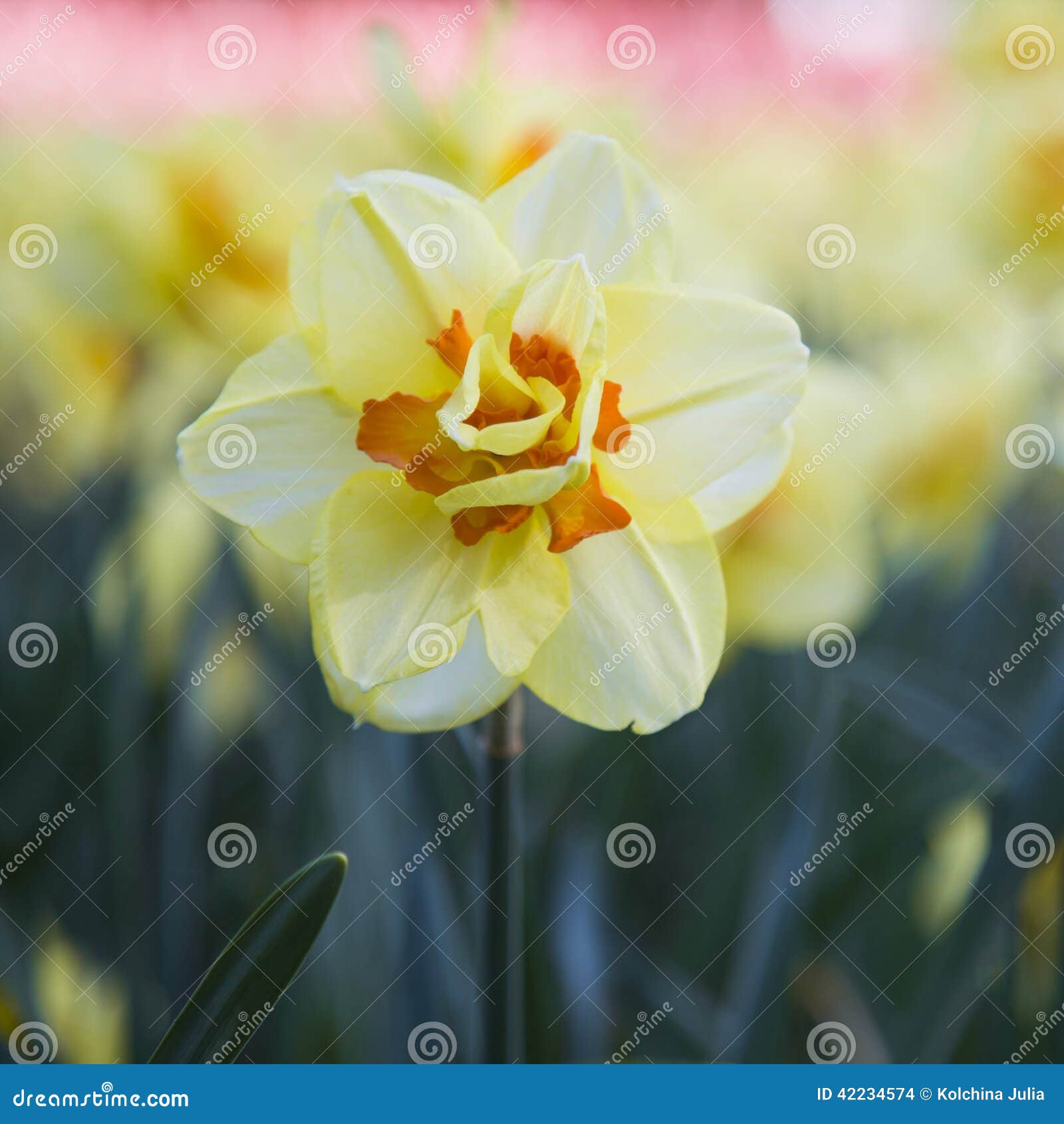 Fleur de narcisse photo stock. Image du jardin, beau - 42234574