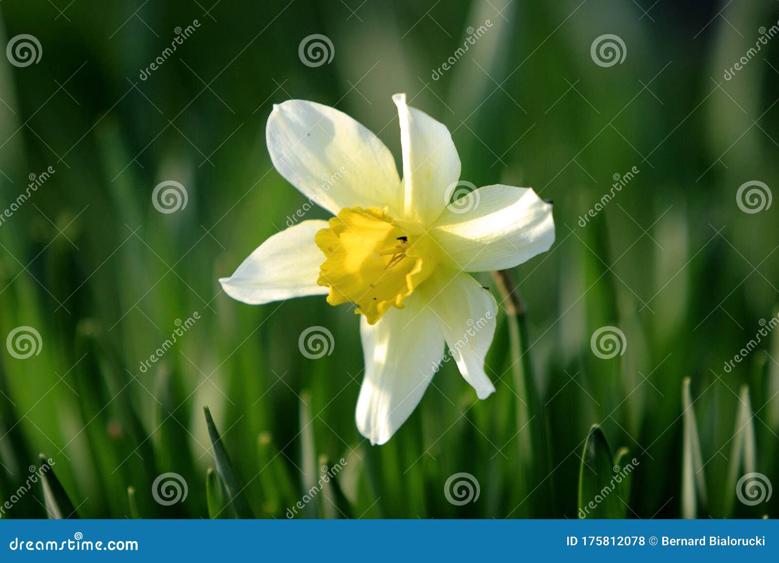 Fleur De Narcisse En Floraison Connaît Aussi Comme Daffodil Sauvage Ou  Carré Néné Narcisse Pseudonarcisse En Saison De Printemps D Photo stock -  Image du varsovie, fleur: 175812078