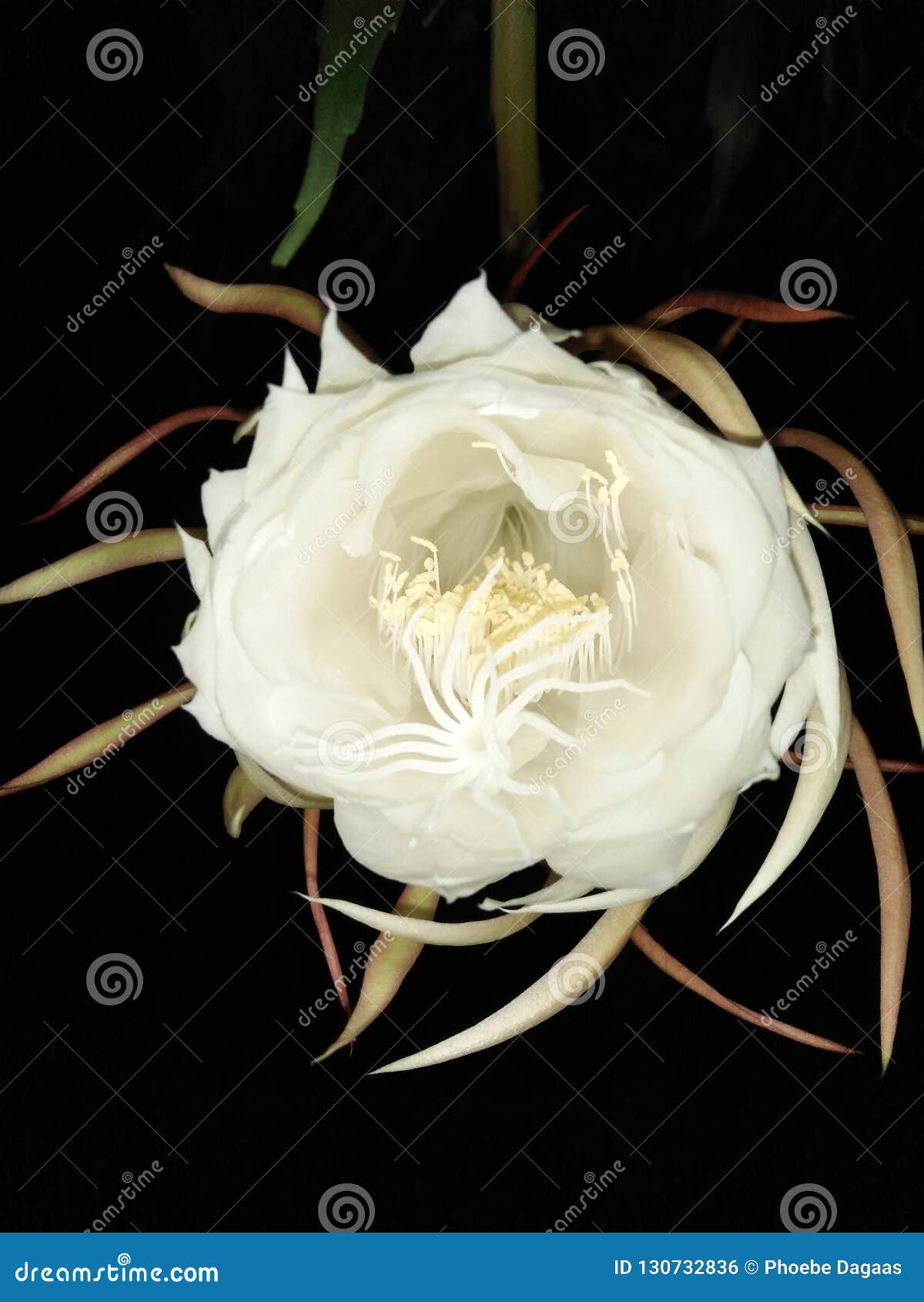 Fleur de nuit photo stock. Image du nuit, blanc, fleur - 130732836