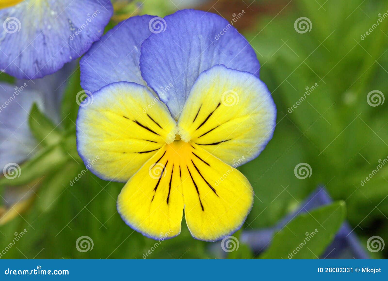 Fleur De Pensée Dans Le Bleu Et Le Jaune Image stock - Image du vert,  pétales: 28002331