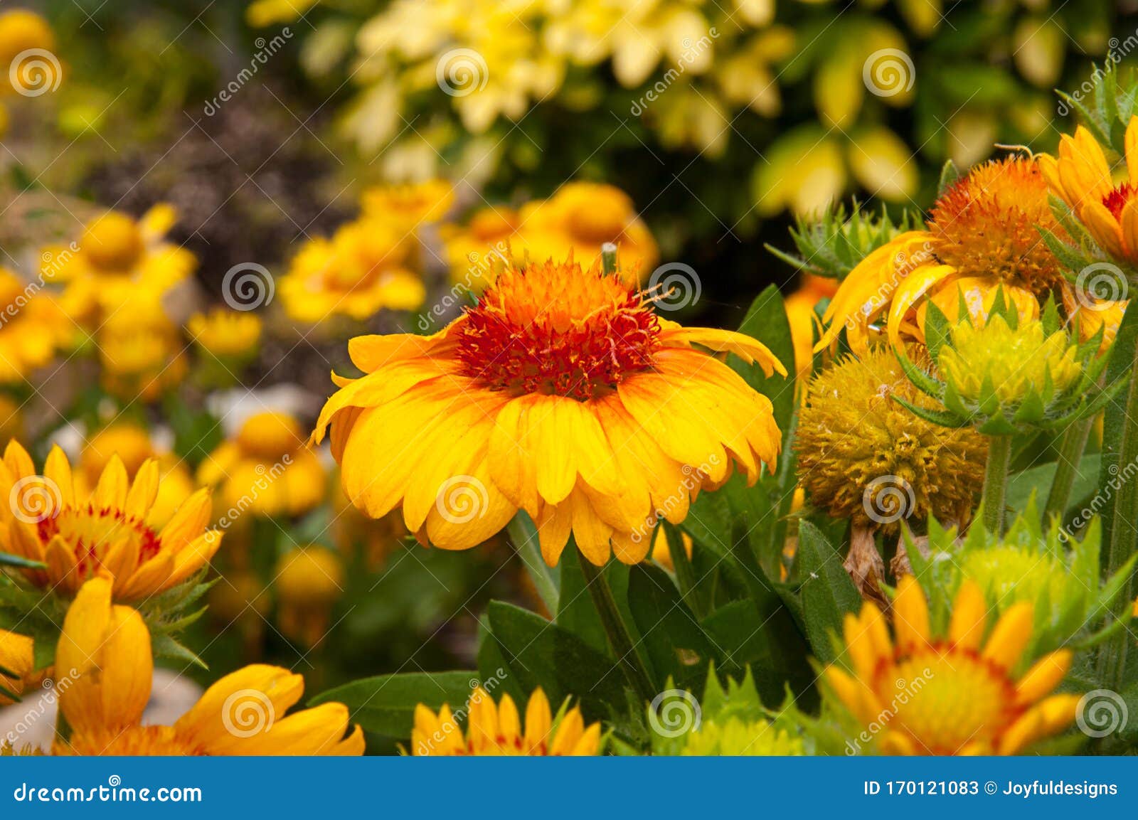 Fleur De Recouvrement De Fleurs Jaunes Gaillardia De Plante Vivace Image  stock - Image du couverture, personne: 170121083